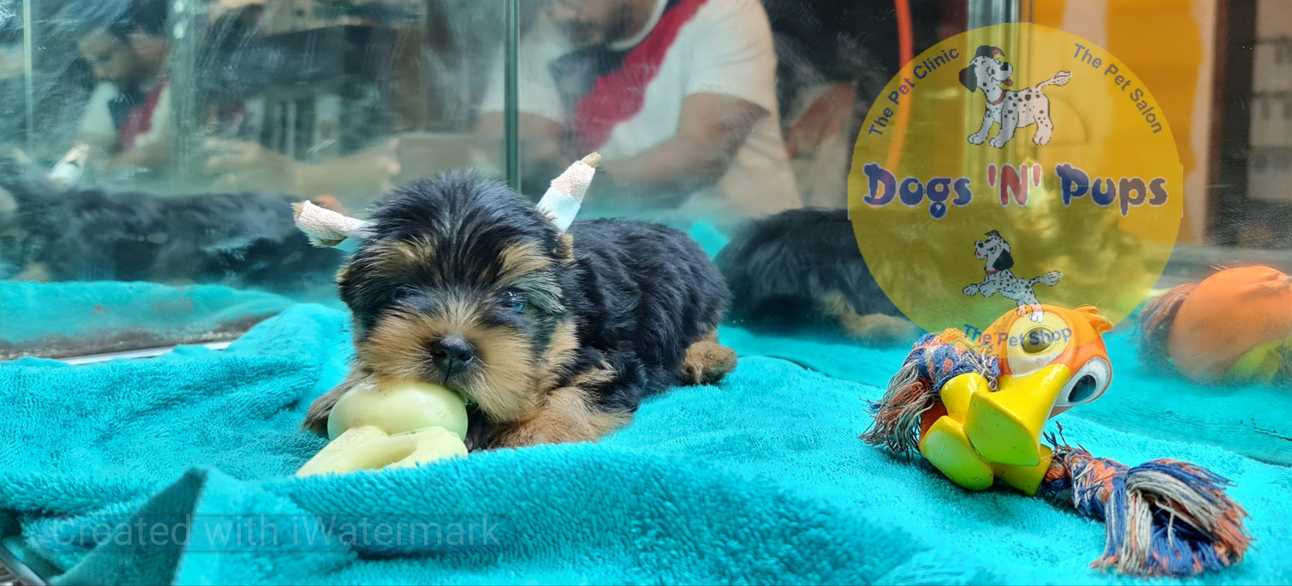 Yorkshire terrior puppy image 4