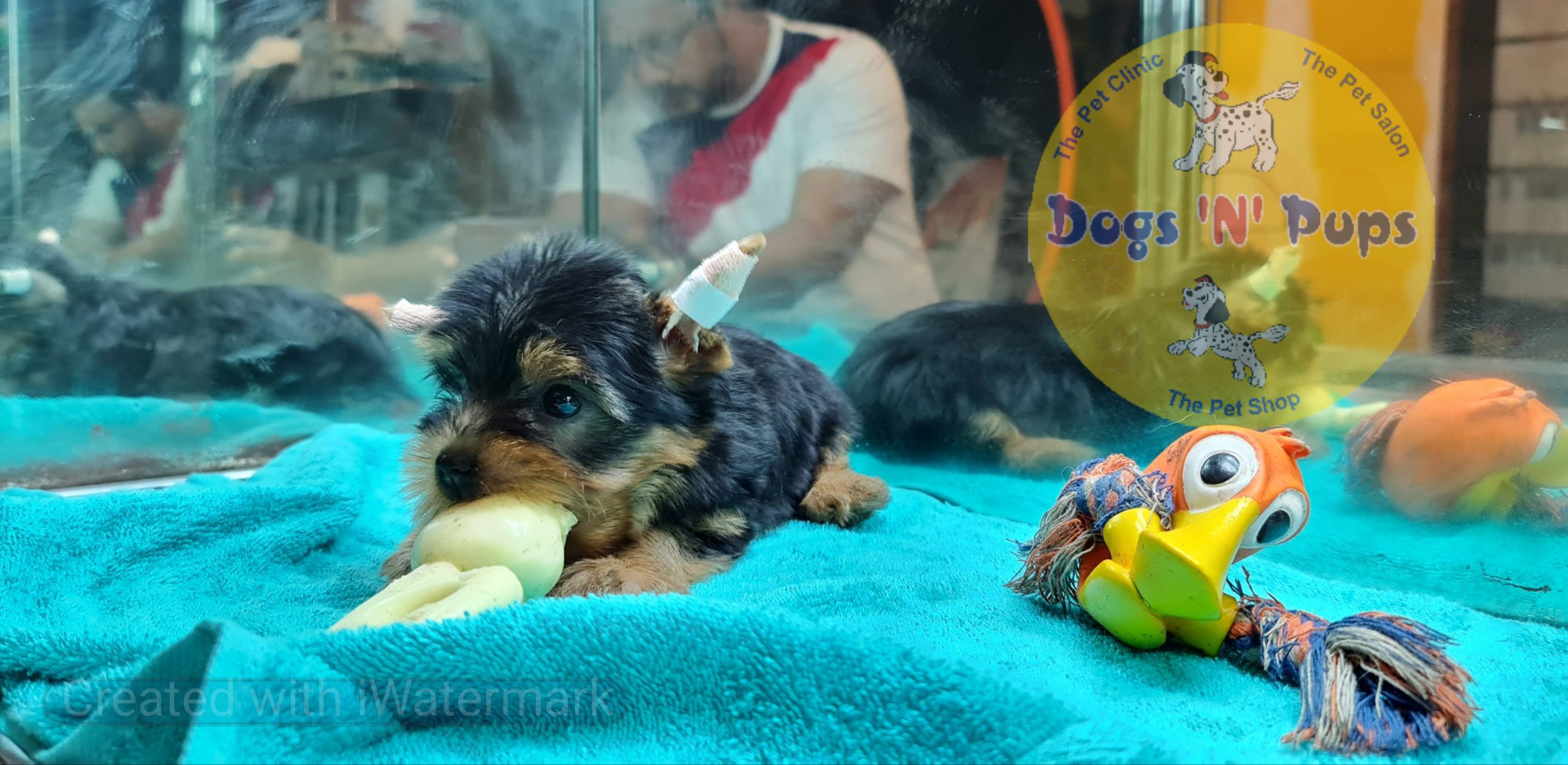 Yorkshire terrior puppy image 5