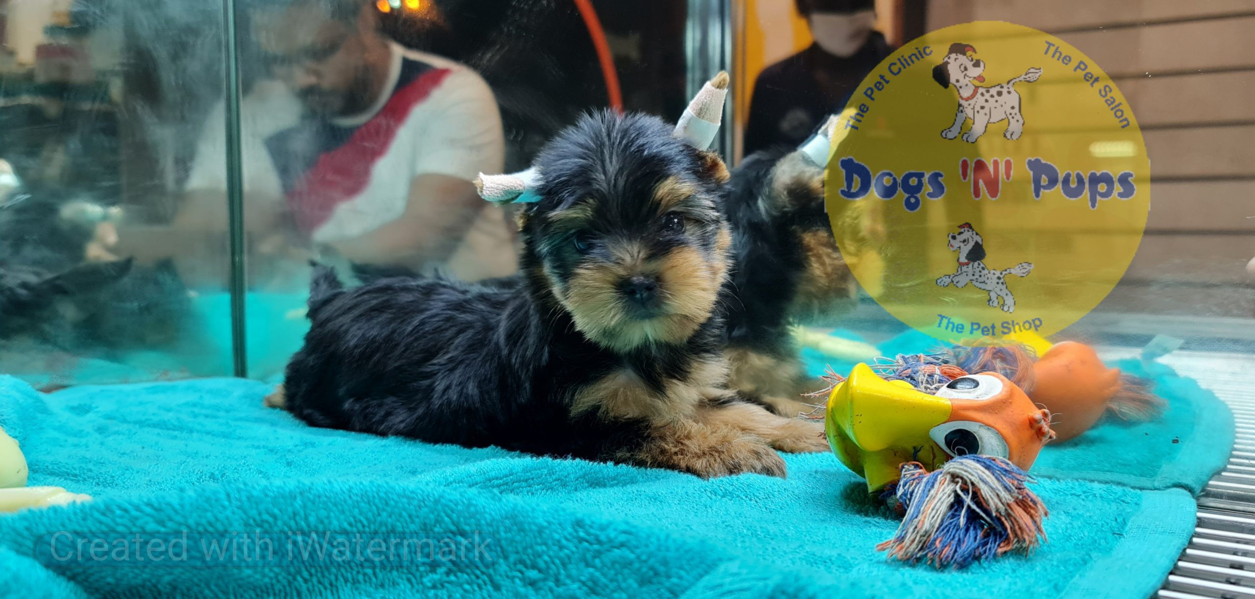 Yorkshire terrior puppy image 6