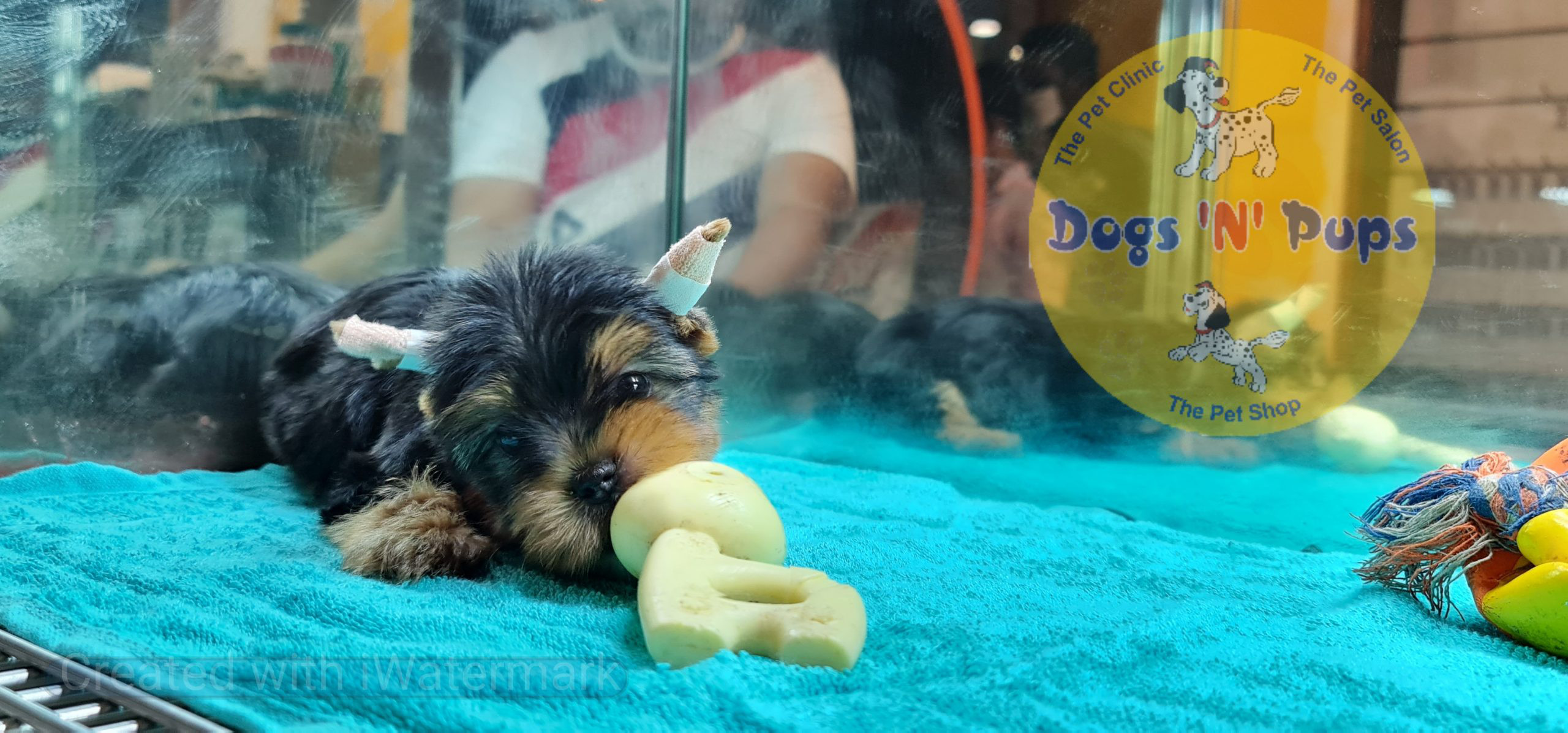 Yorkshire terrior puppy image 7