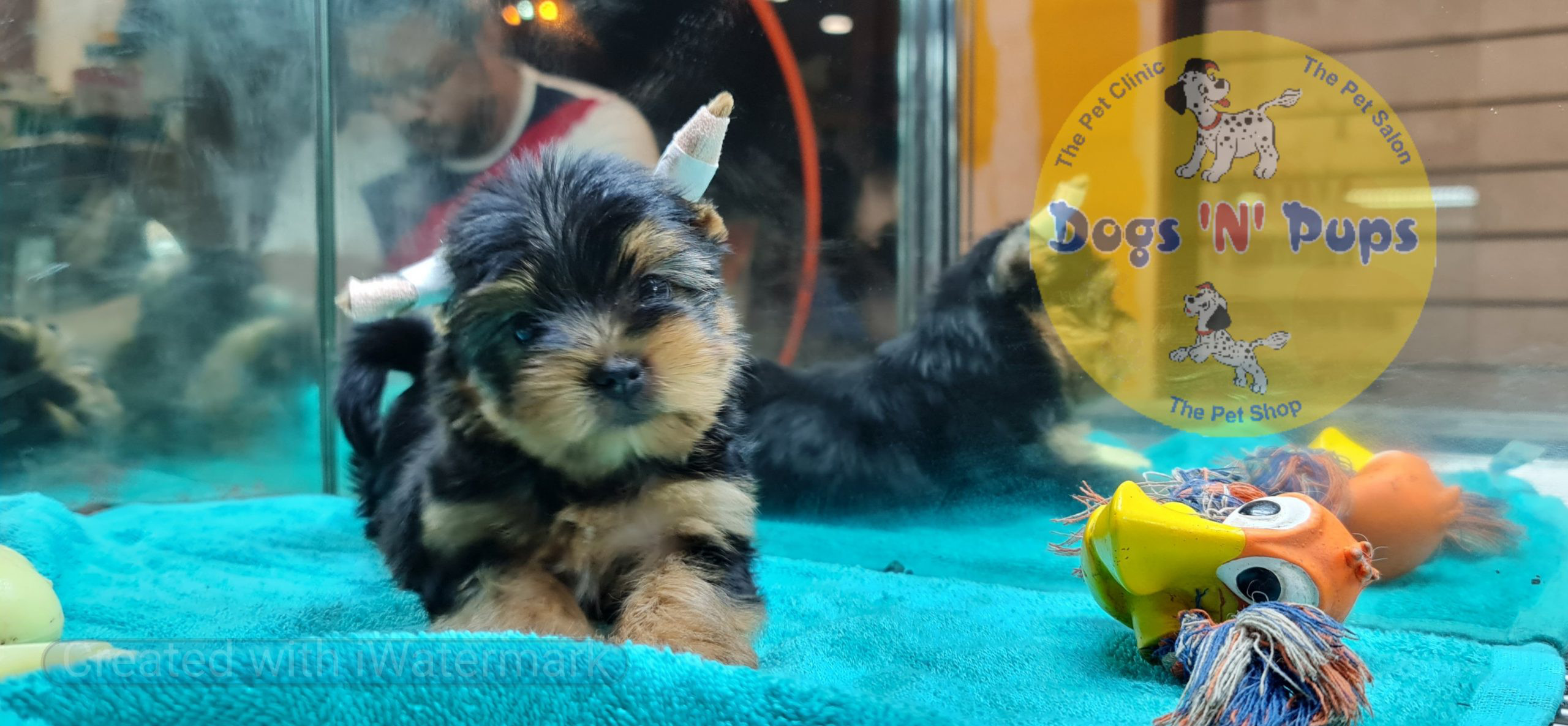 Yorkshire terrior puppy image 8