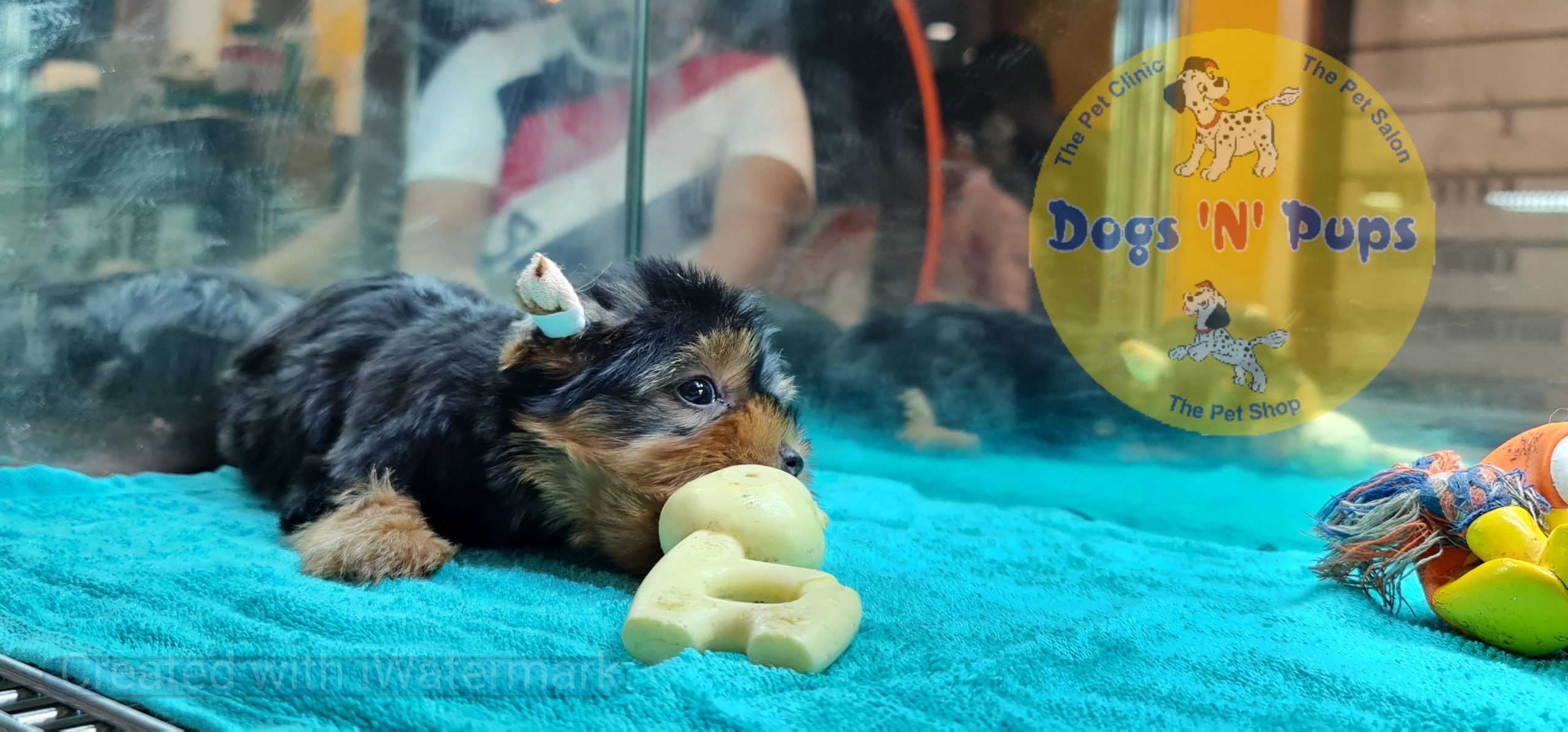 Yorkshire terrior puppy image 9