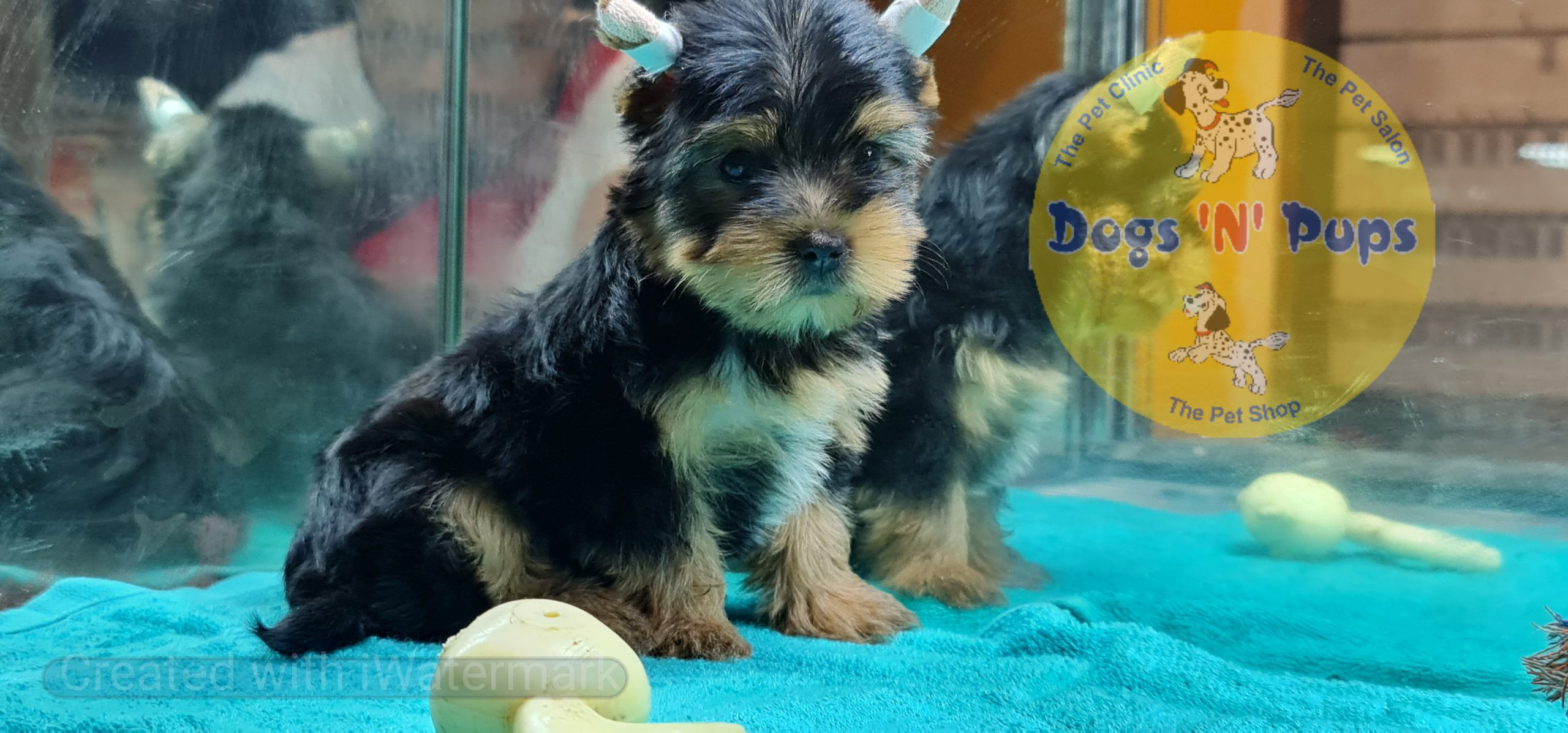 Yorkshire terrior puppy image 10