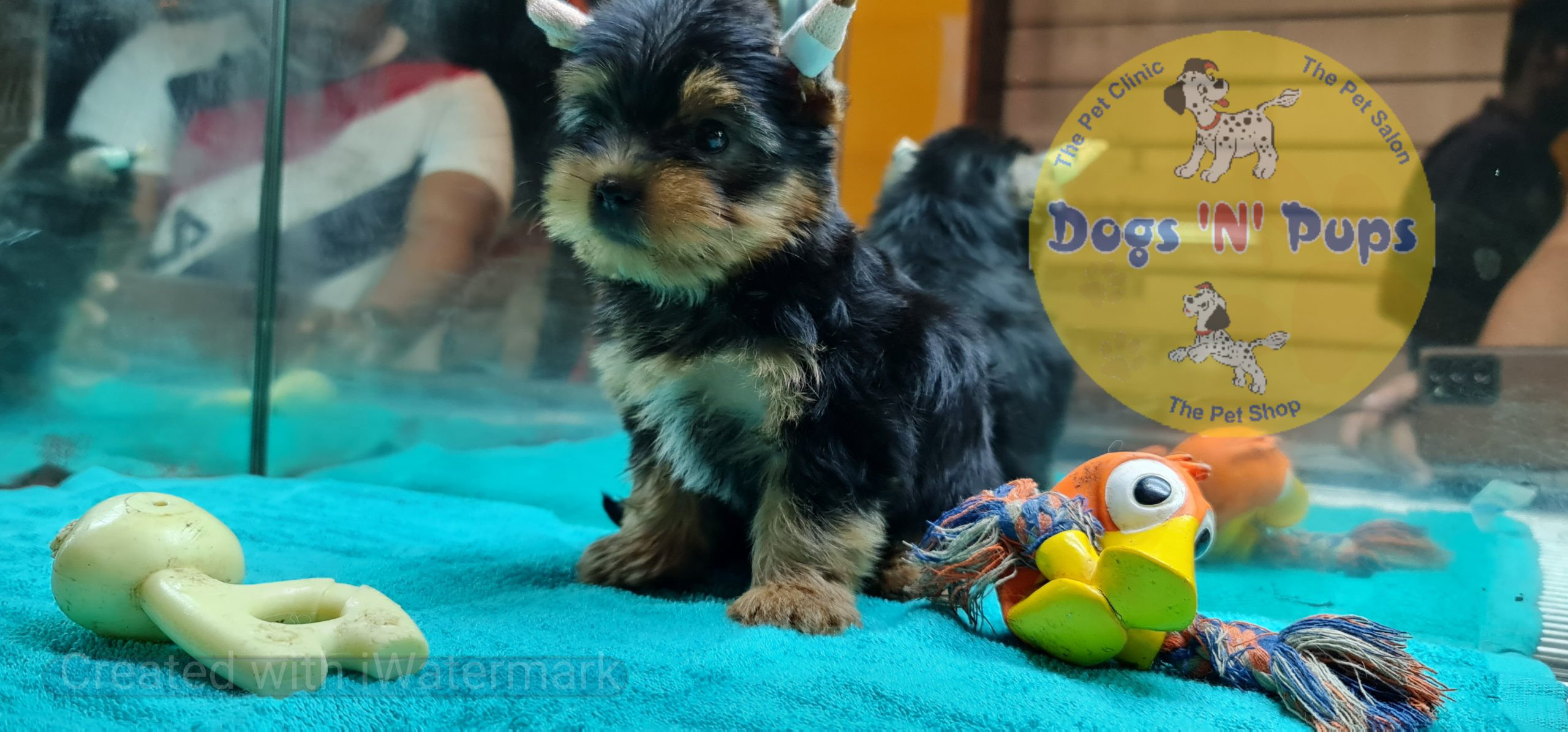 Yorkshire terrior puppy image 11