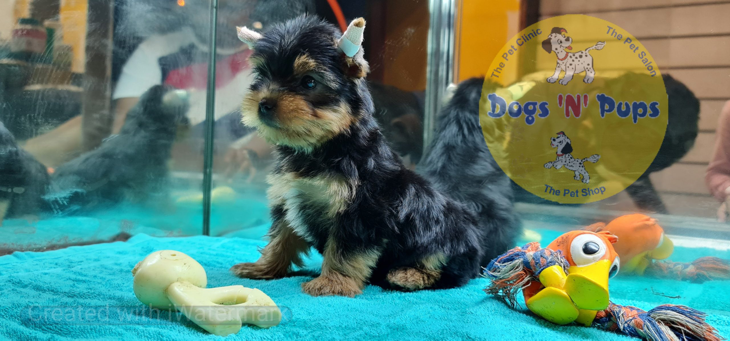 Yorkshire terrior puppy image 12