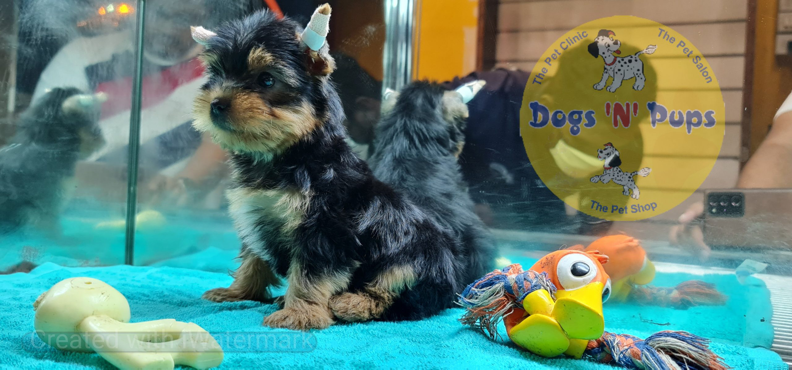 Yorkshire terrior puppy image 13