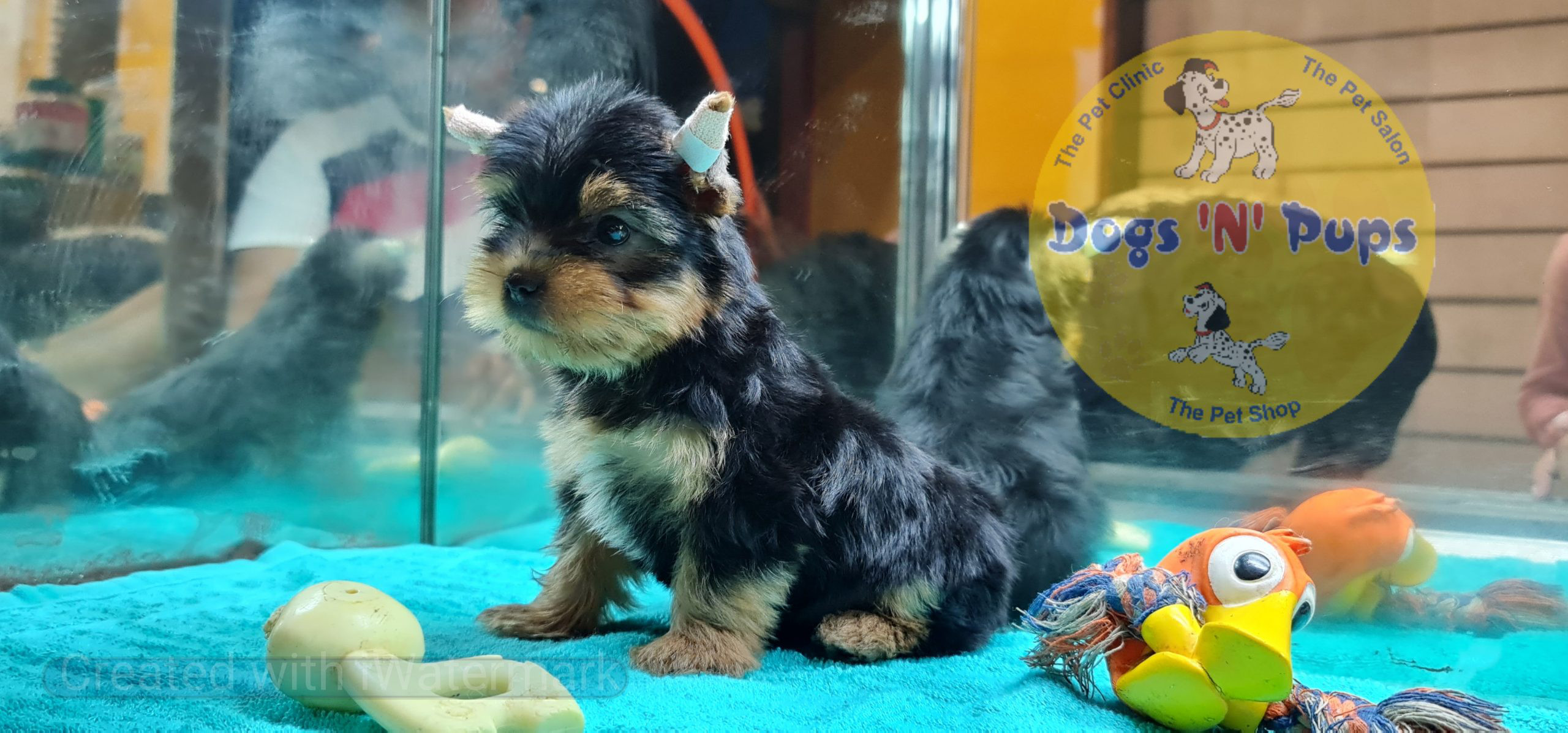 Yorkshire terrior puppy image 14