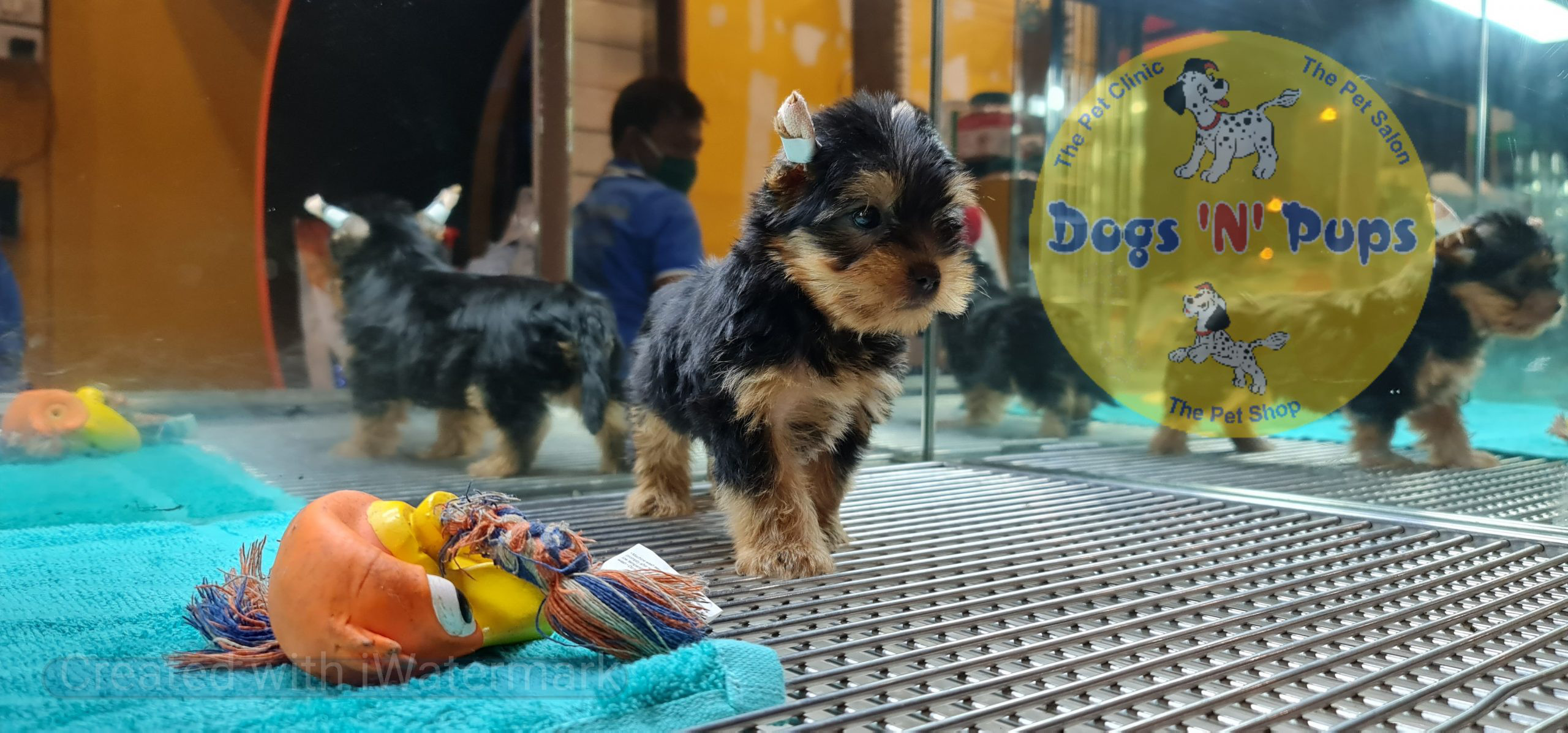 Yorkshire terrior puppy image 15