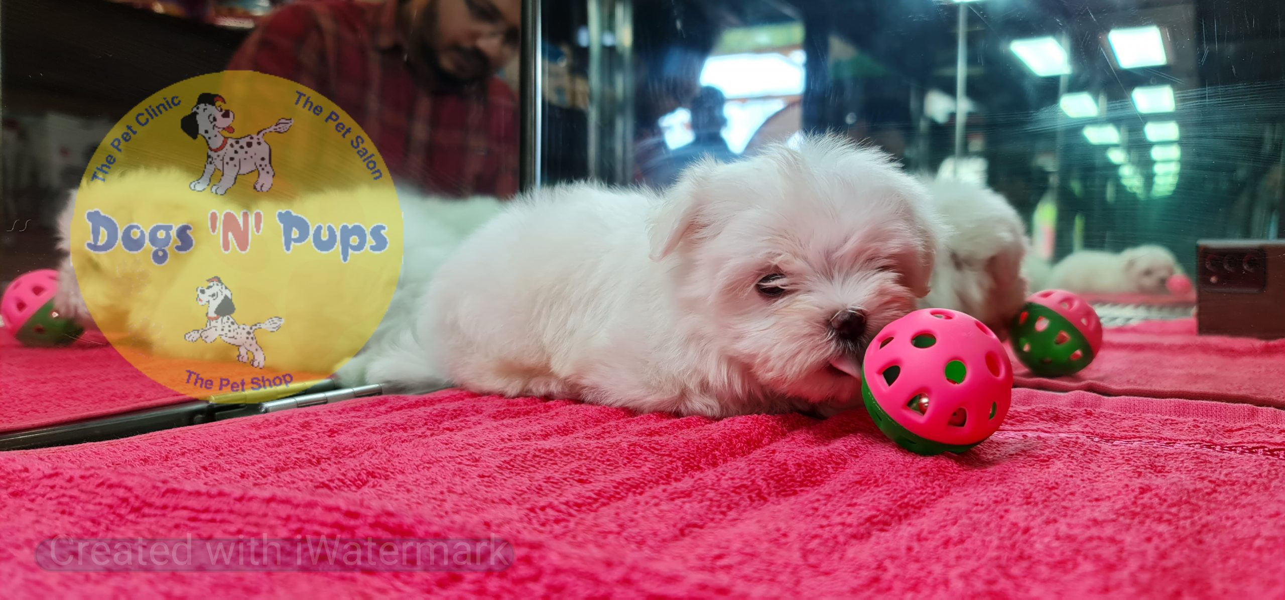 next dog posted image