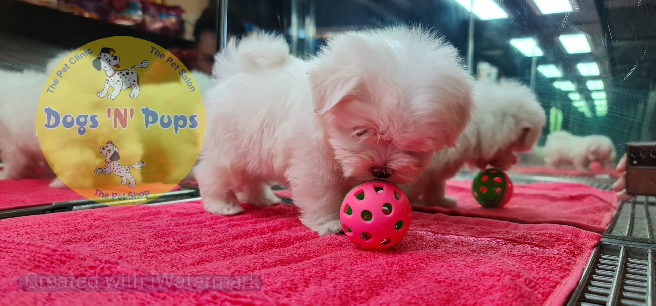 Maltese puppy image 2
