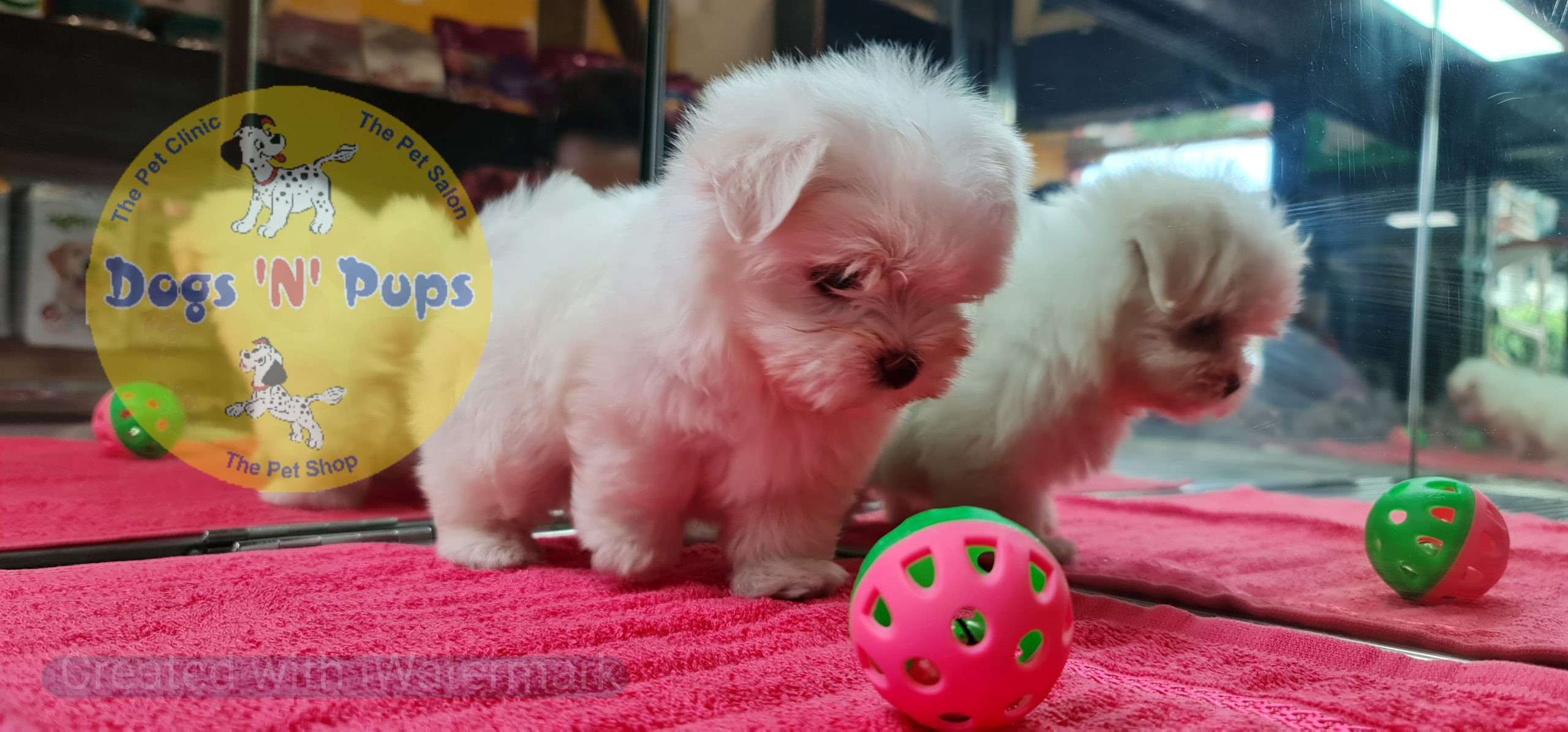 Maltese puppy image 3