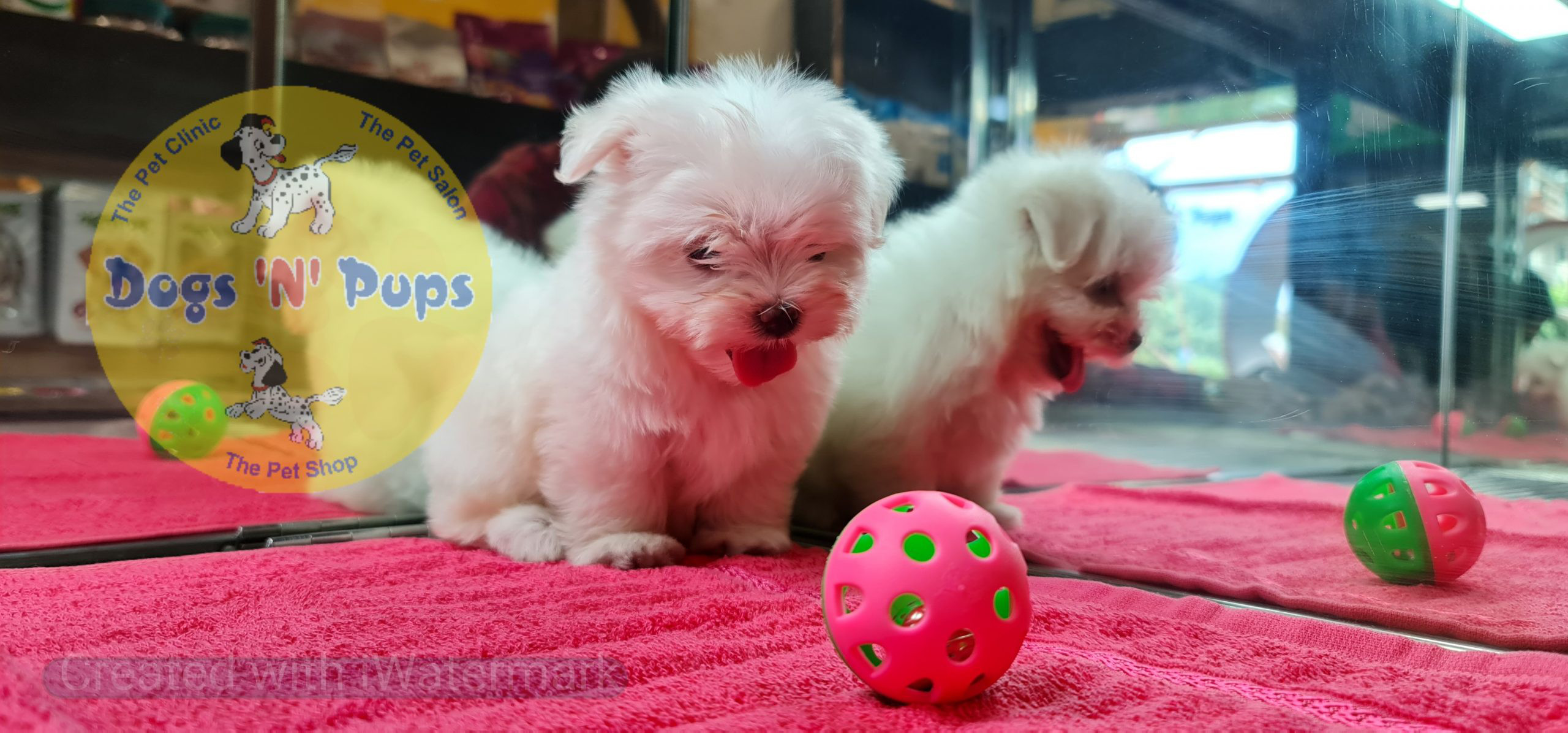 Maltese puppy image 4