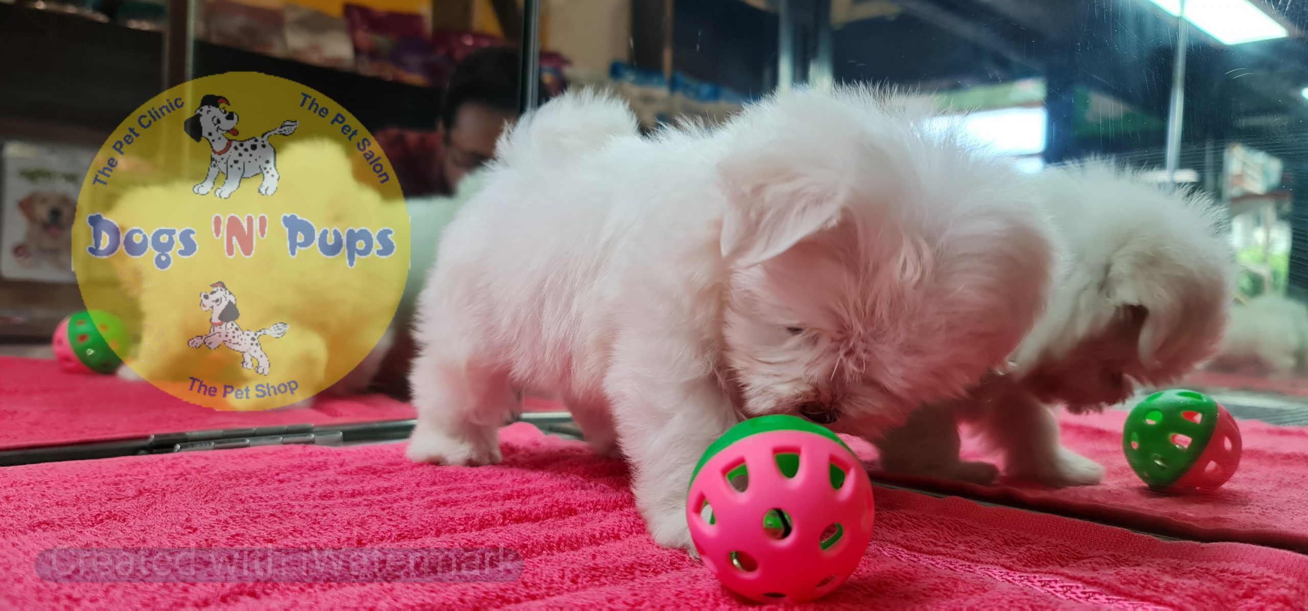 Maltese puppy image 5