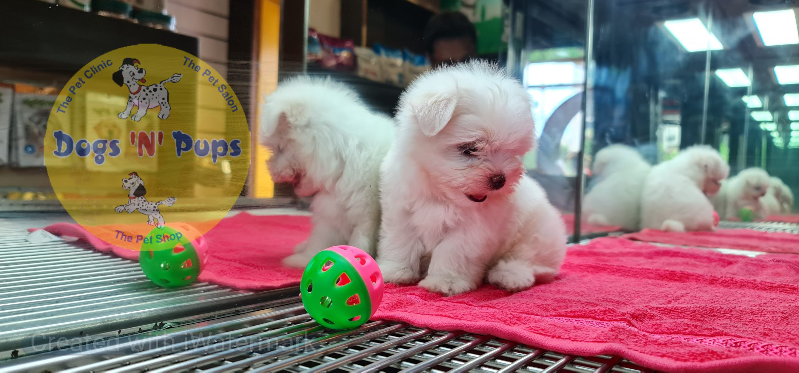 Maltese puppy image 7