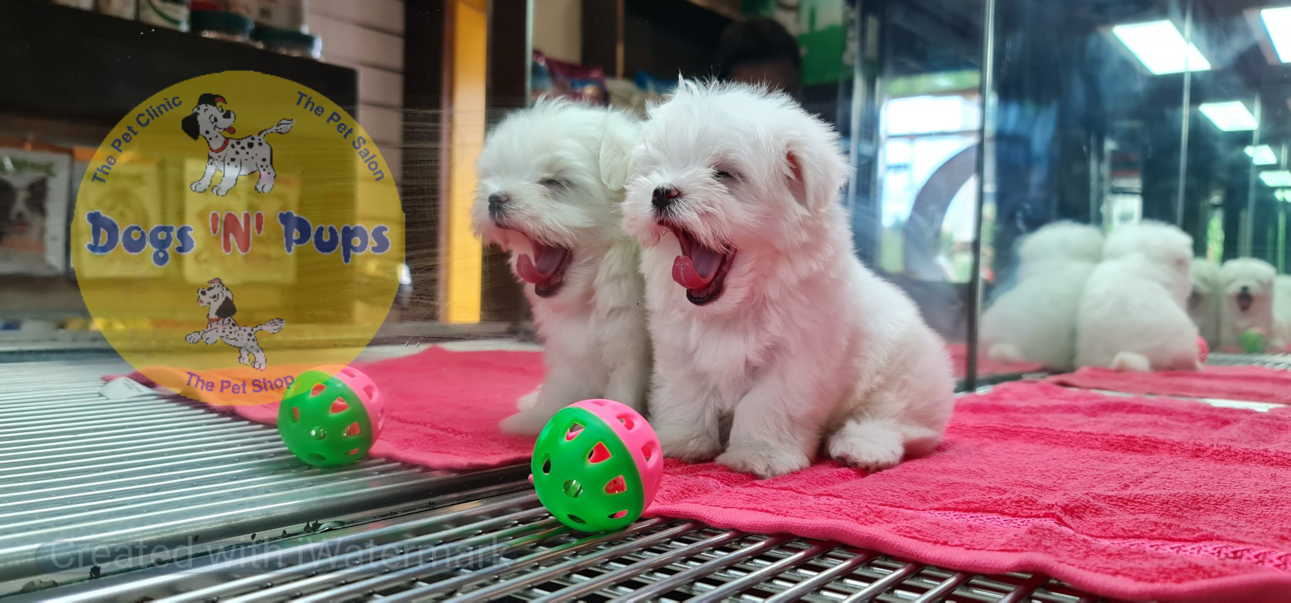 Maltese puppy image 9