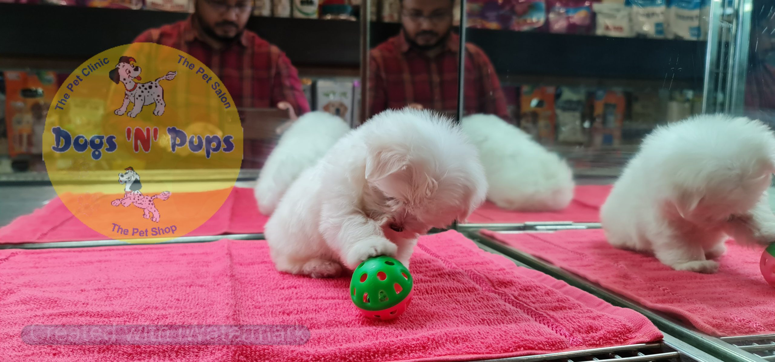 Maltese puppy image 10