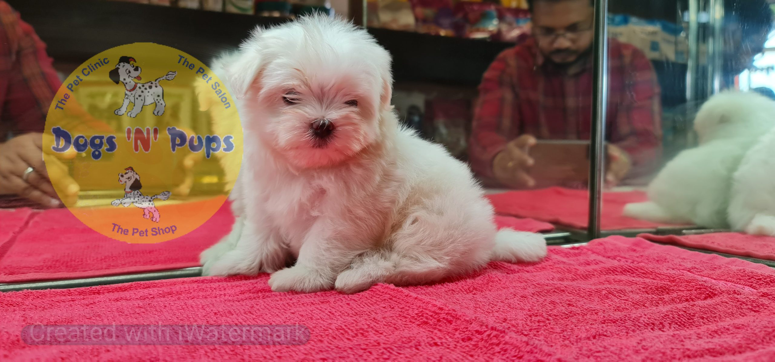 Maltese puppy image 11
