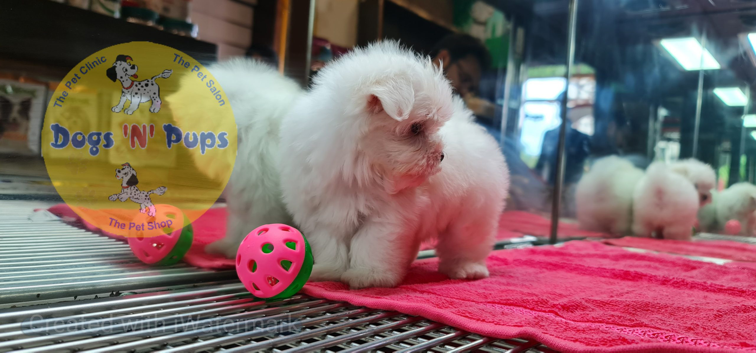 Maltese puppy image 12