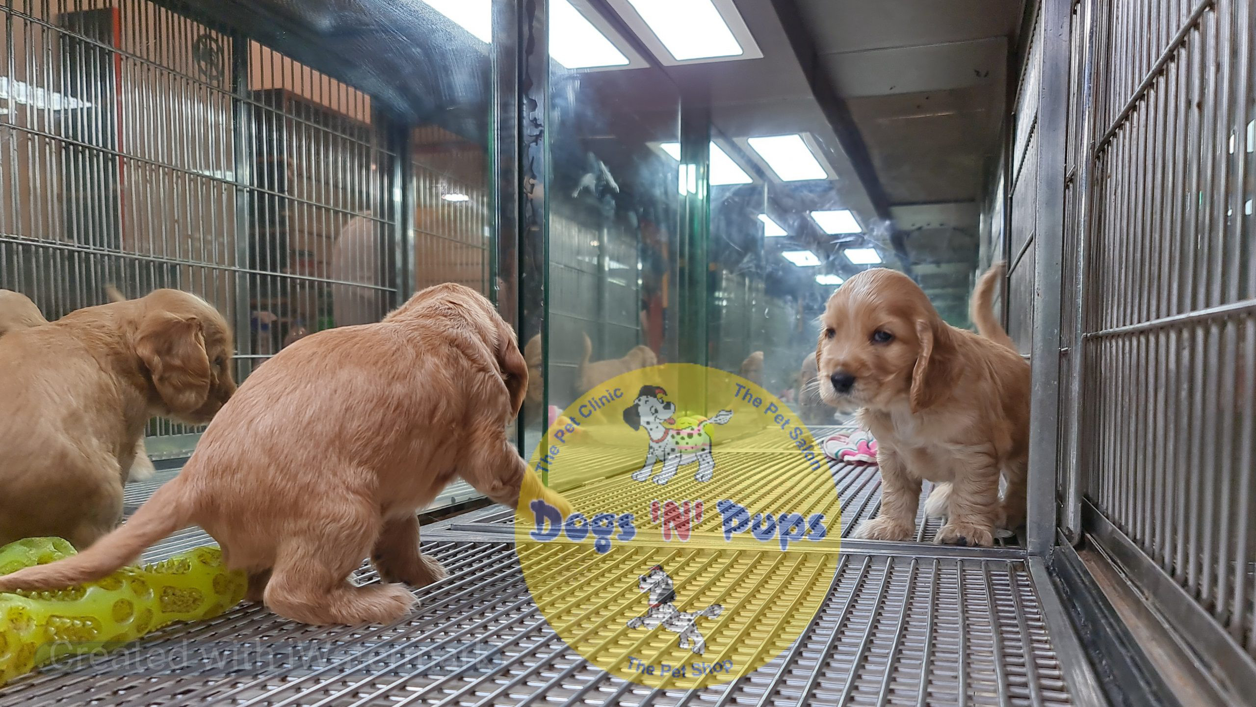 next dog posted image