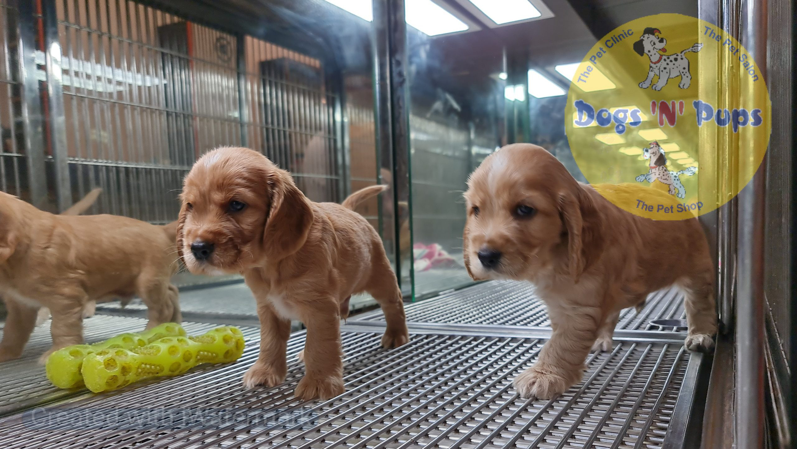 Cocker Spaniel puppy image 2
