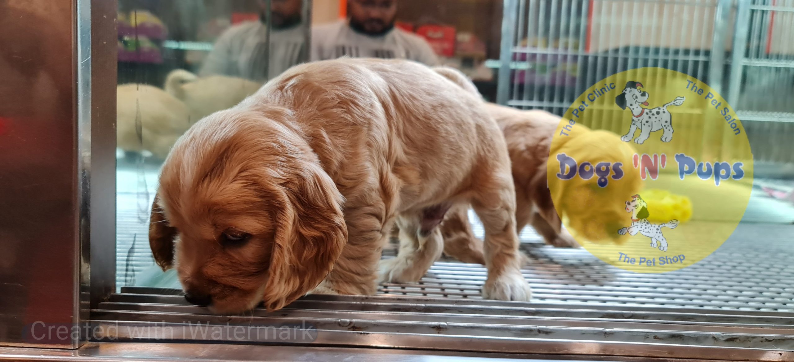 Cocker Spaniel puppy image 3