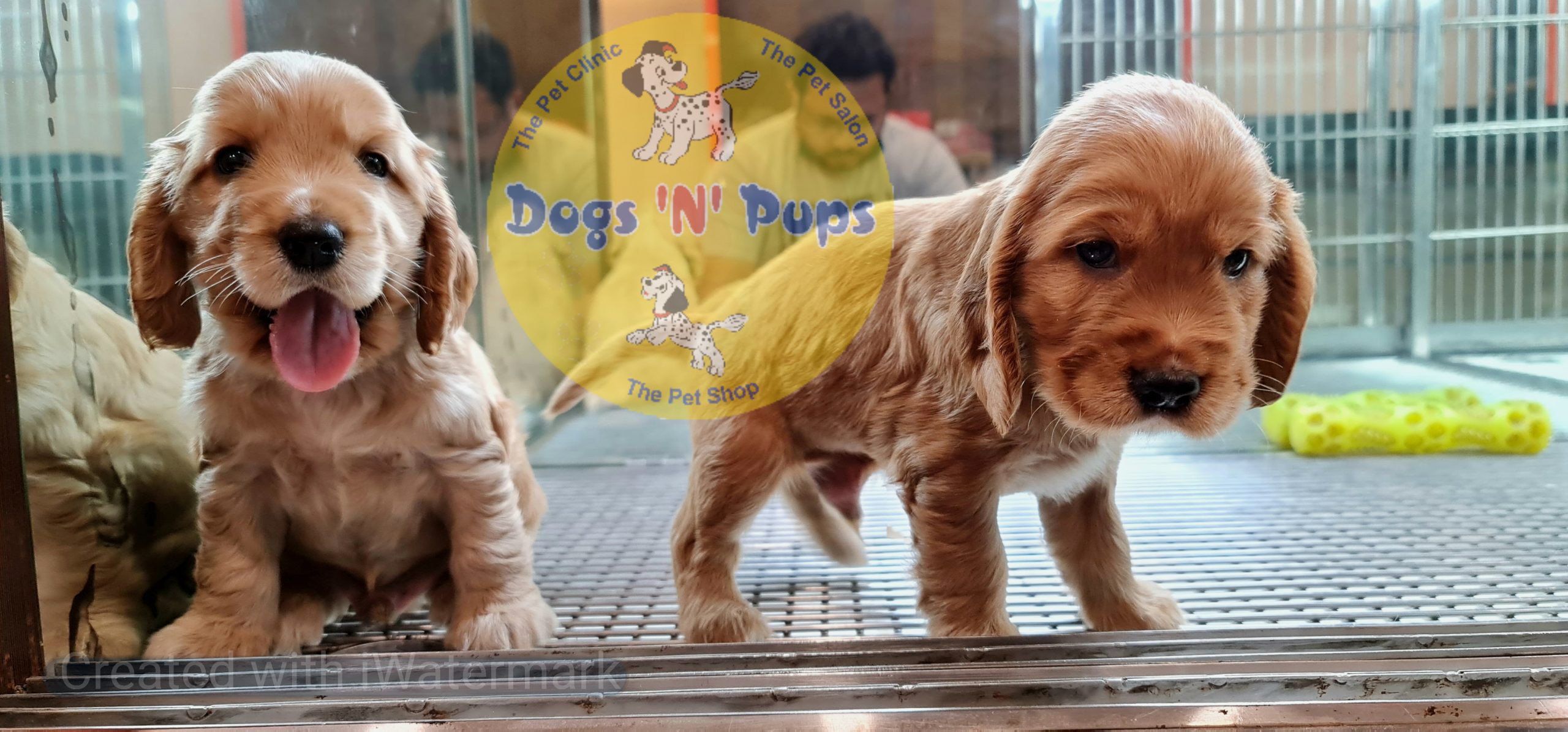 Cocker Spaniel puppy image 4