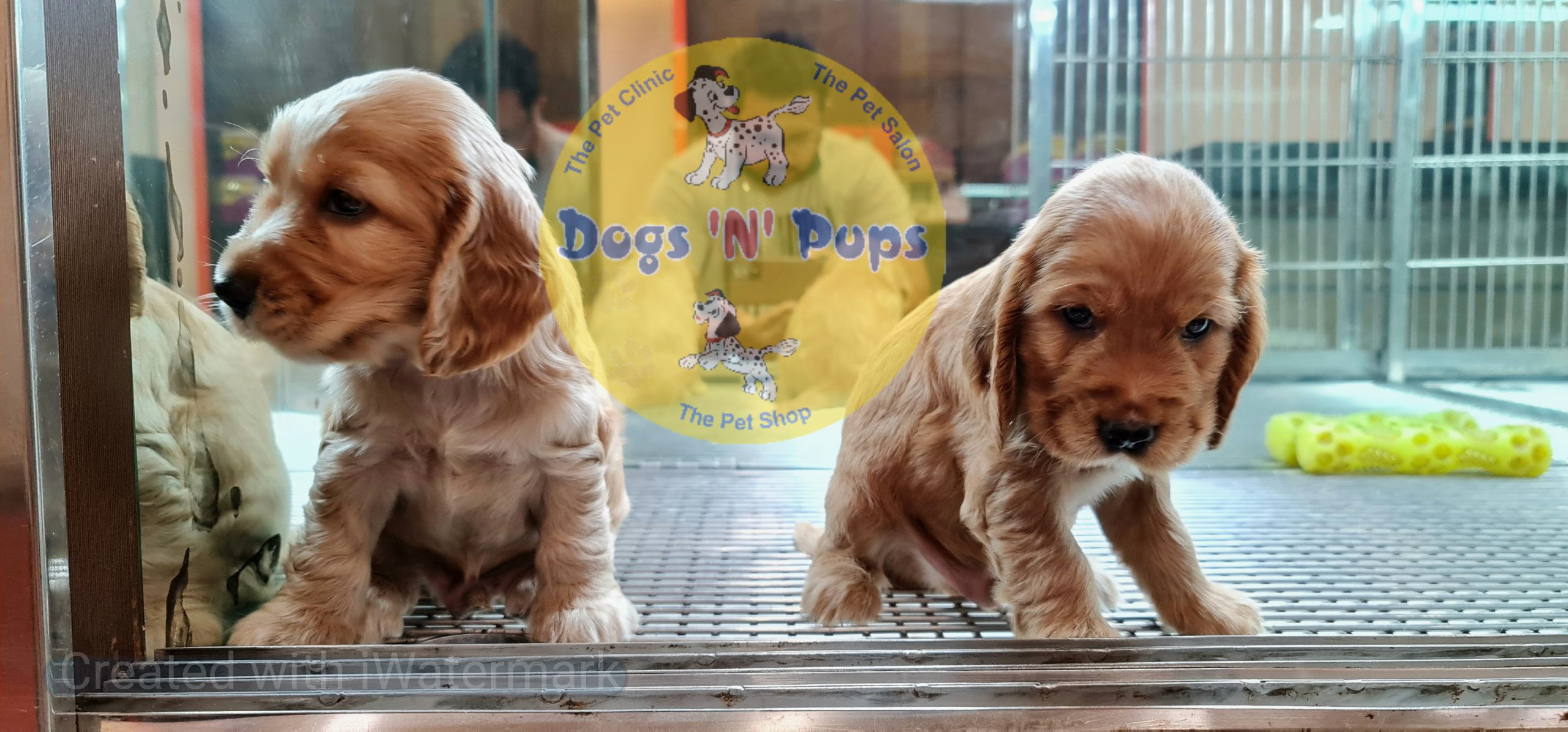 Cocker Spaniel puppy image 6