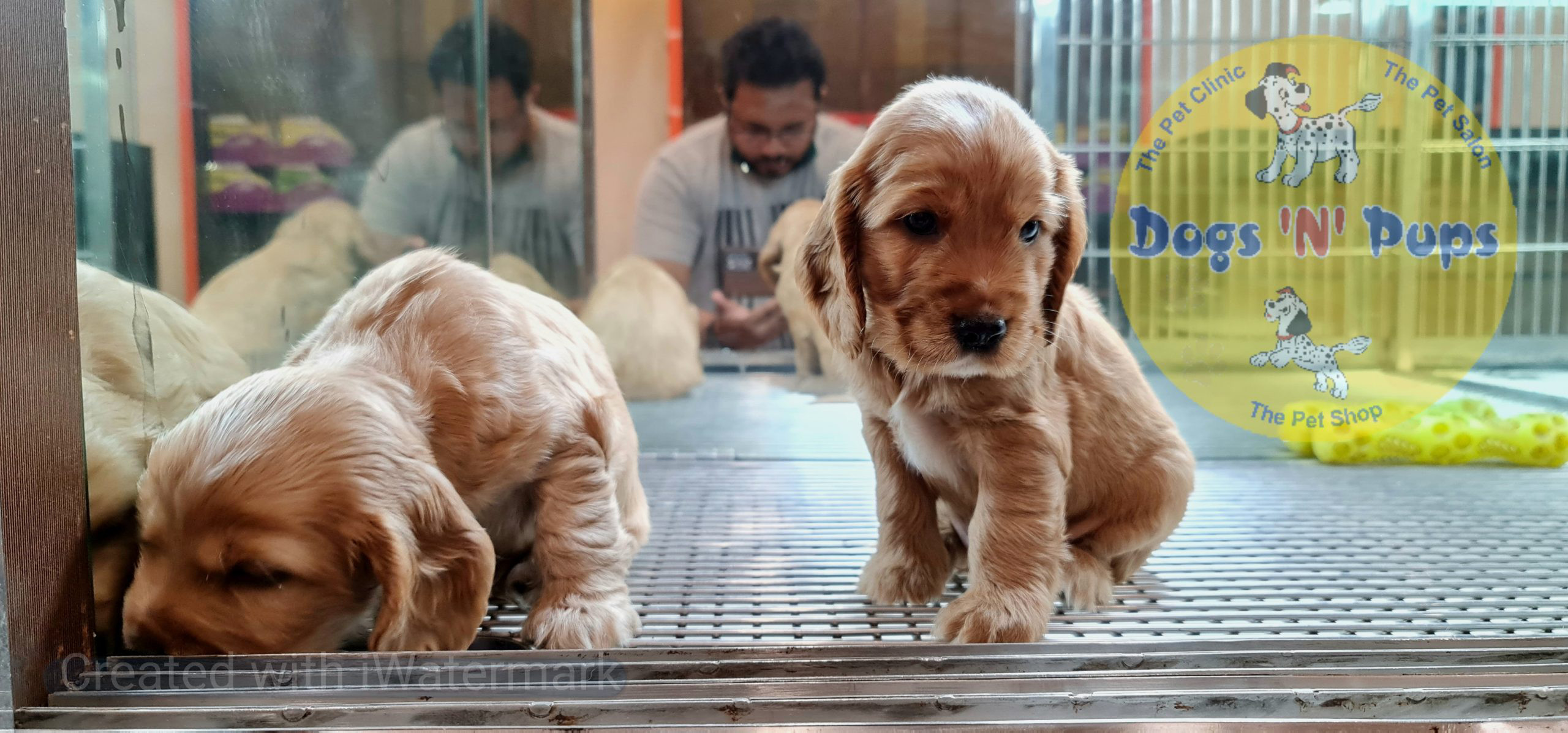 Cocker Spaniel puppy image 7