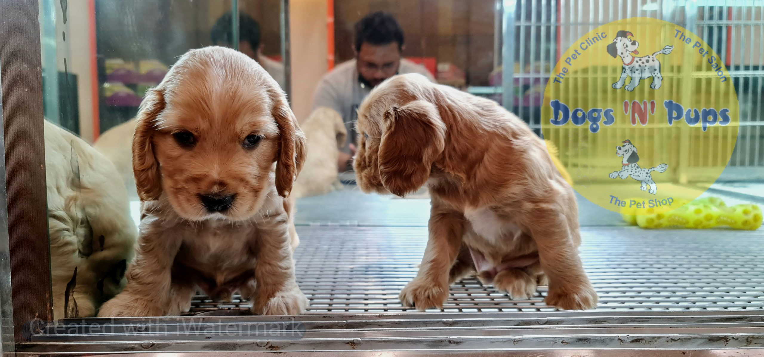 Cocker Spaniel puppy image 8