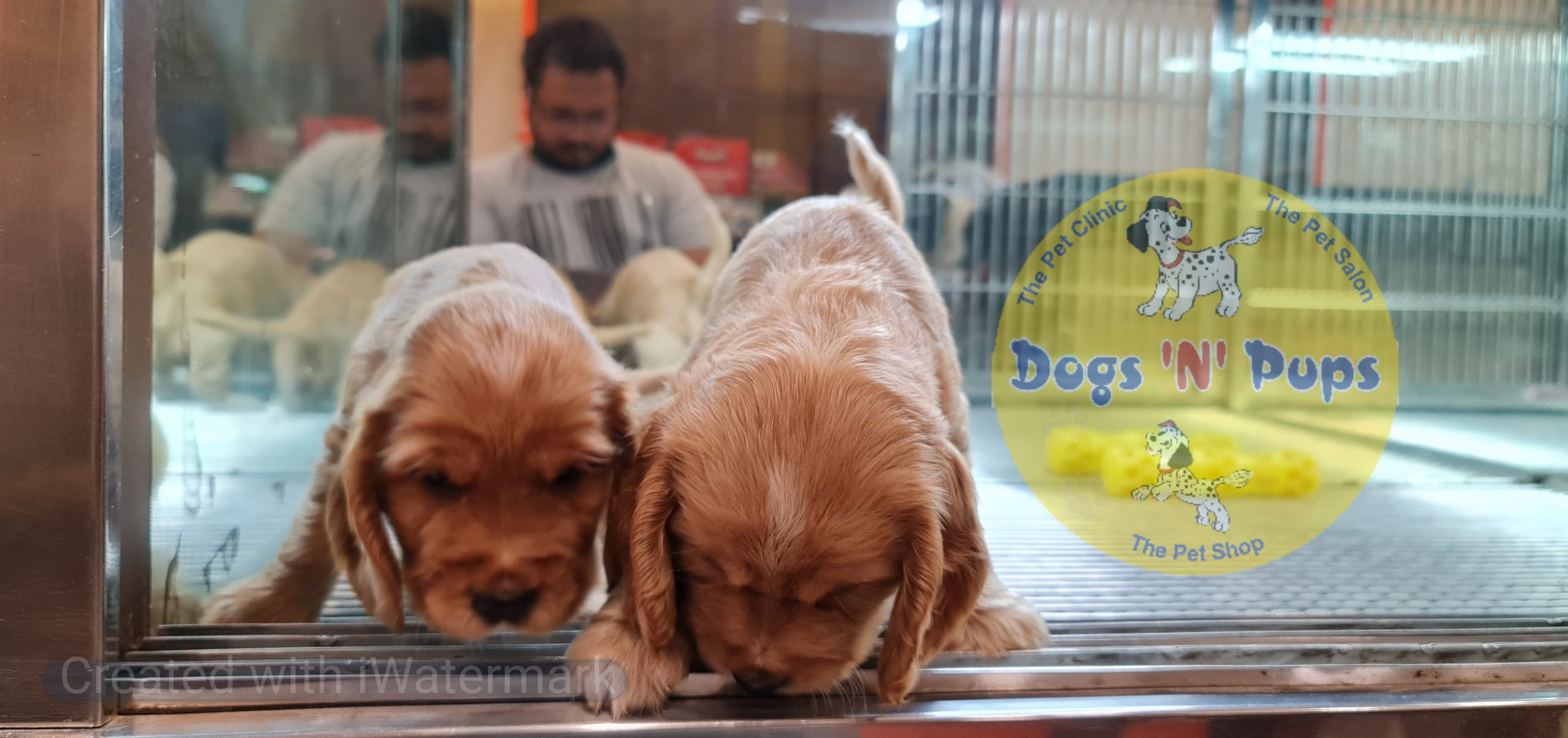Cocker Spaniel puppy image 9