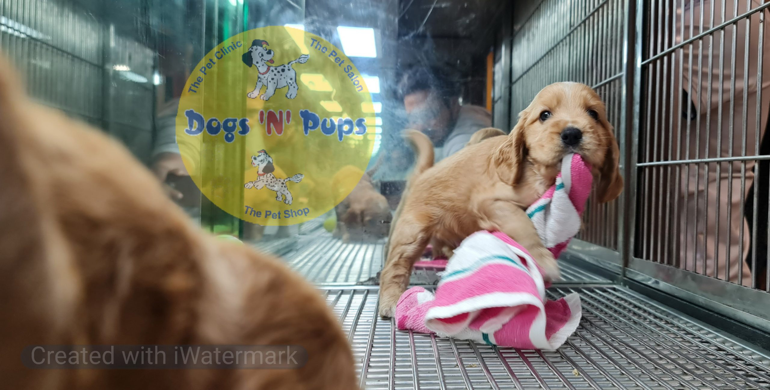 Cocker Spaniel puppy image 10