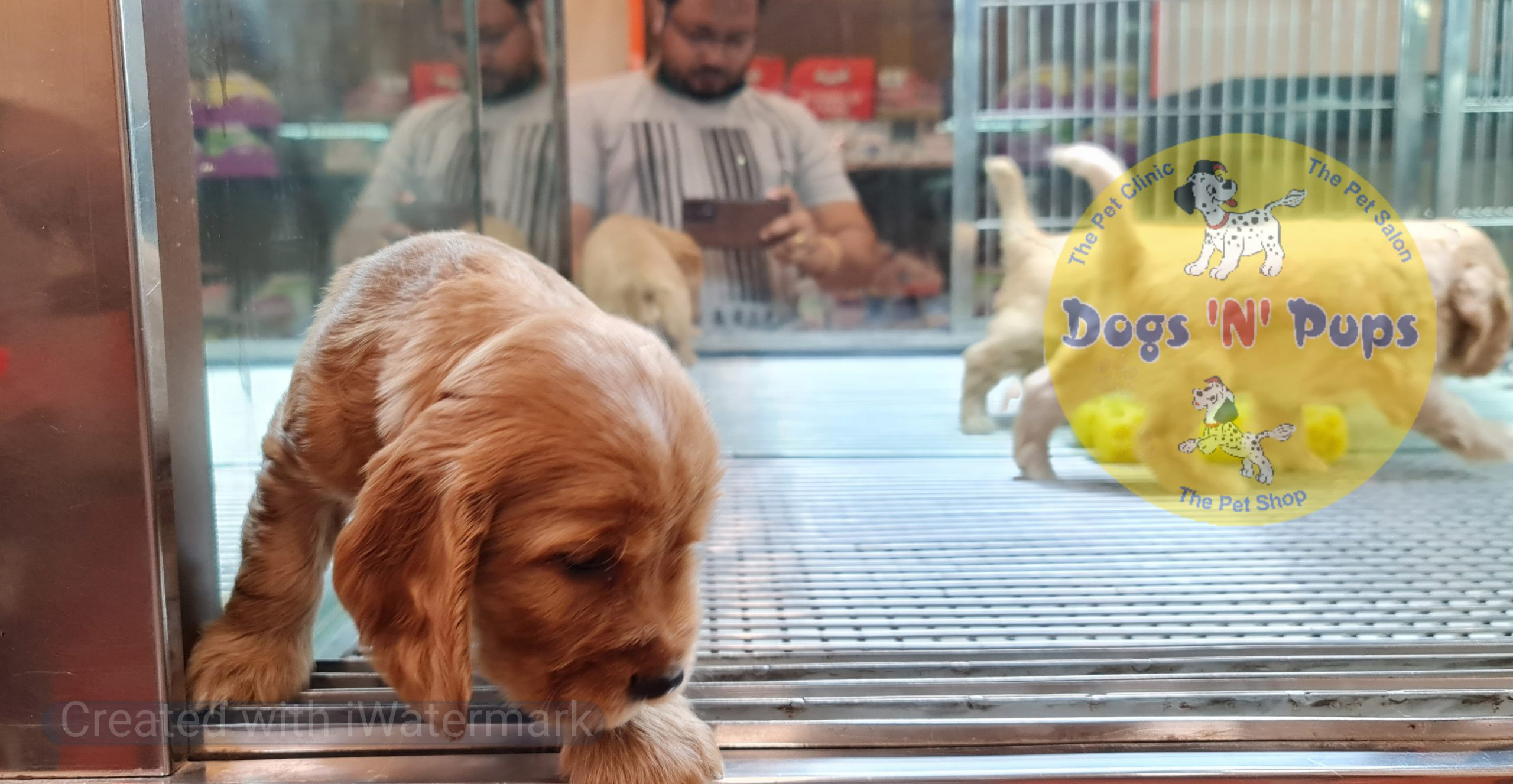 Cocker Spaniel puppy image 11
