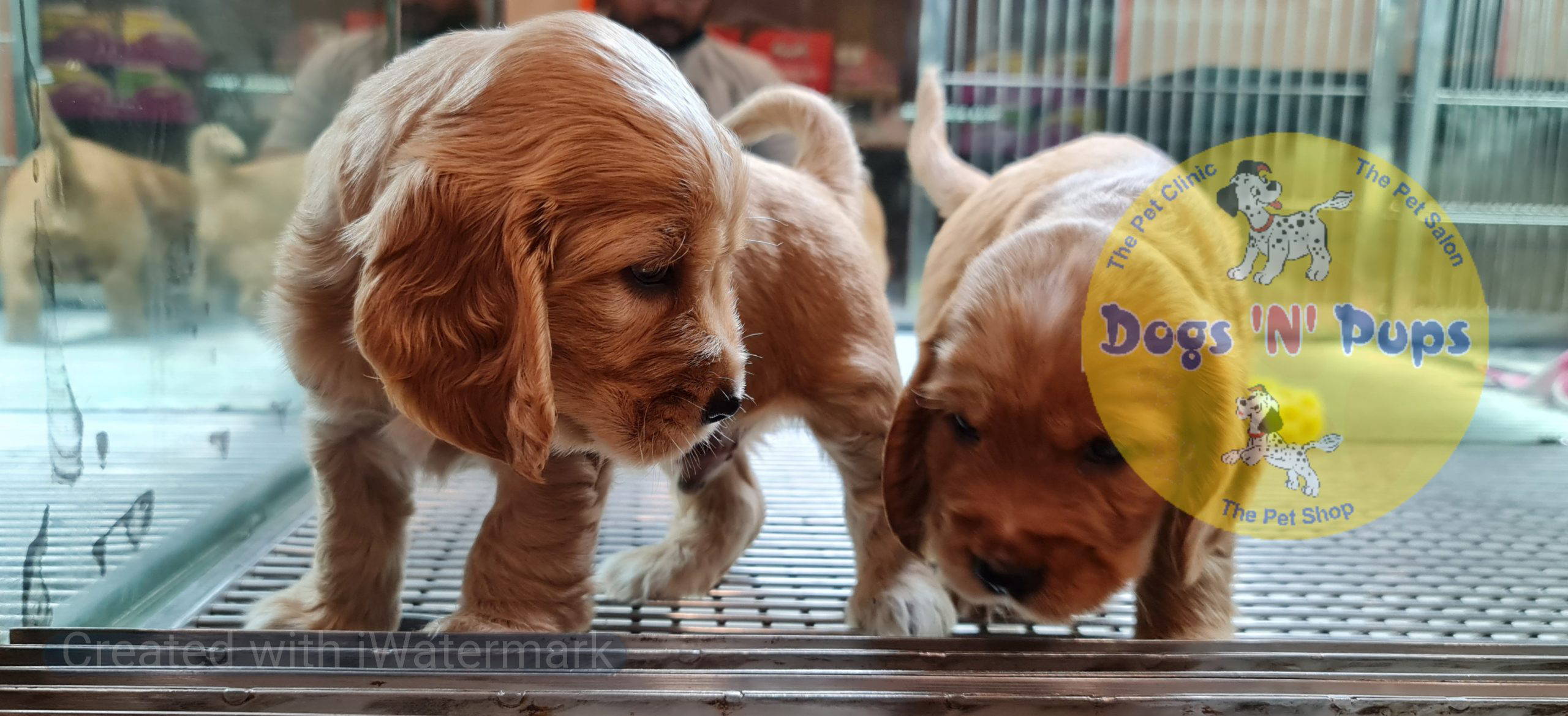 Cocker Spaniel puppy image 12