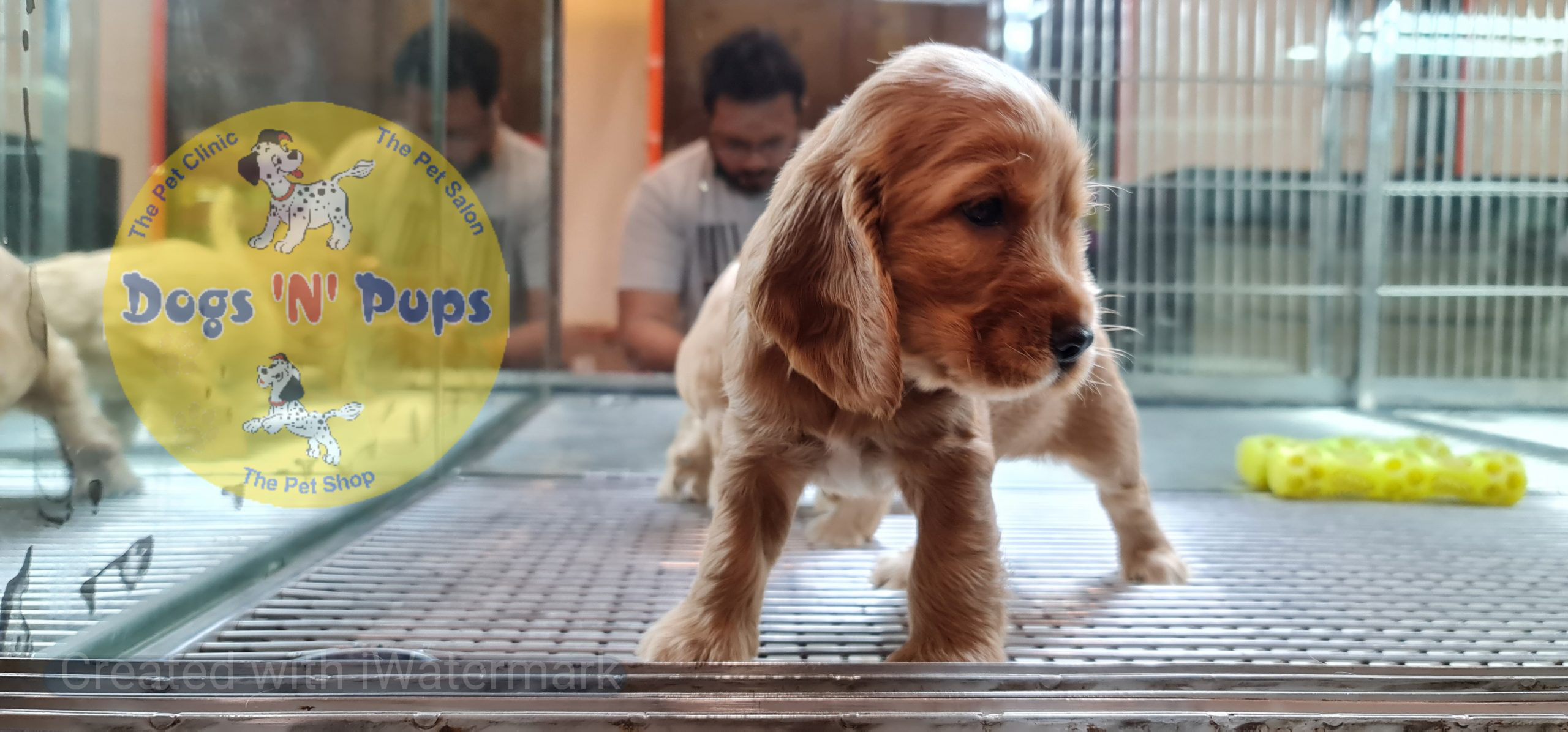 Cocker Spaniel puppy image 13