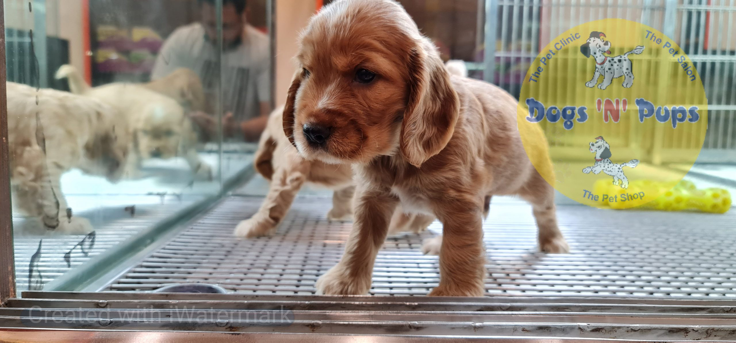 Cocker Spaniel puppy image 14