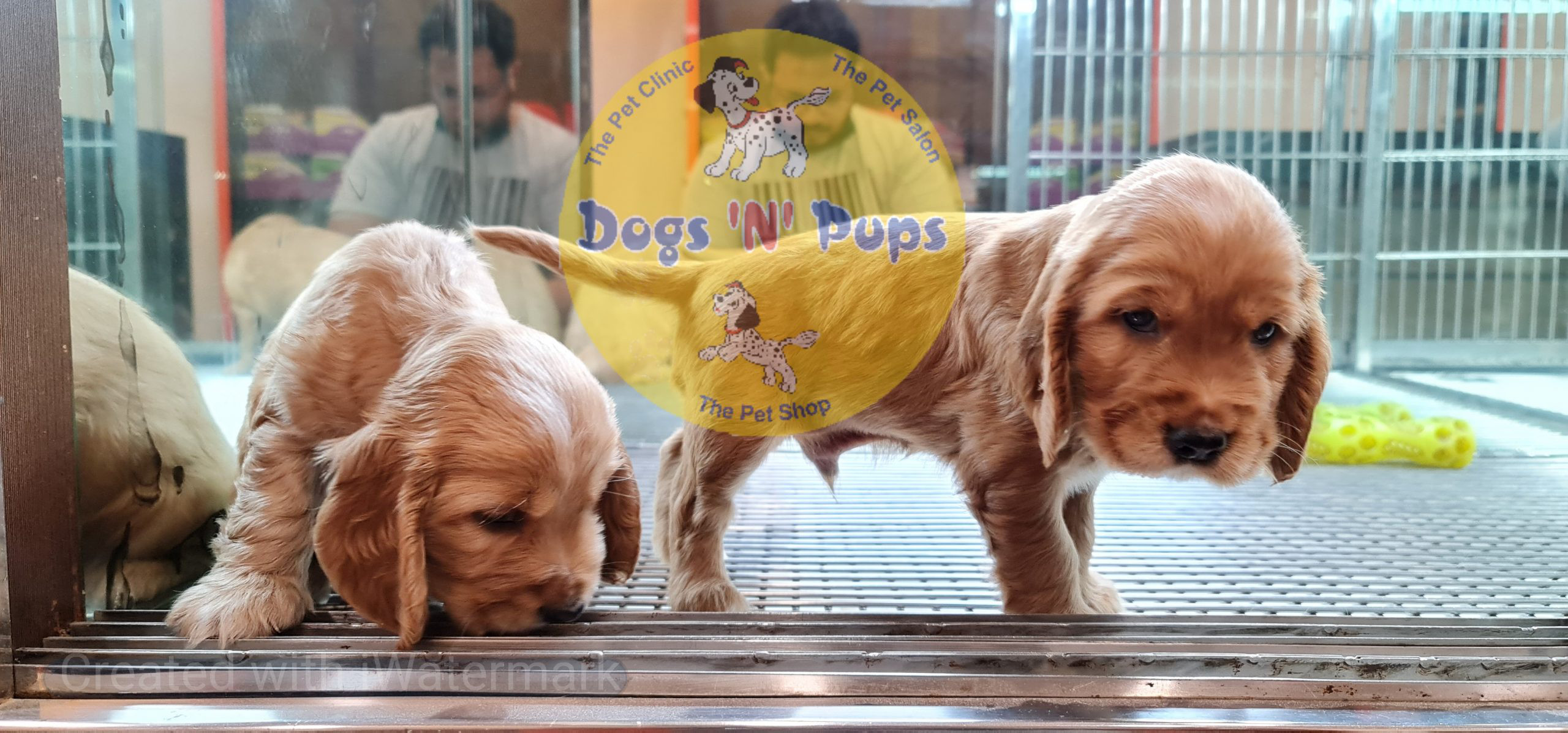 Cocker Spaniel puppy image 15