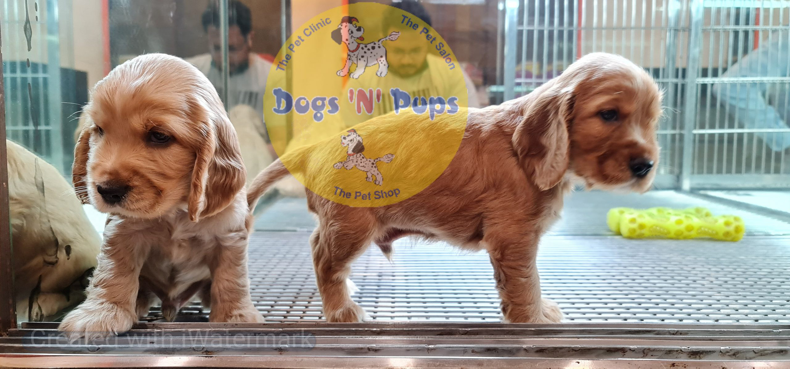 Cocker Spaniel puppy image 16