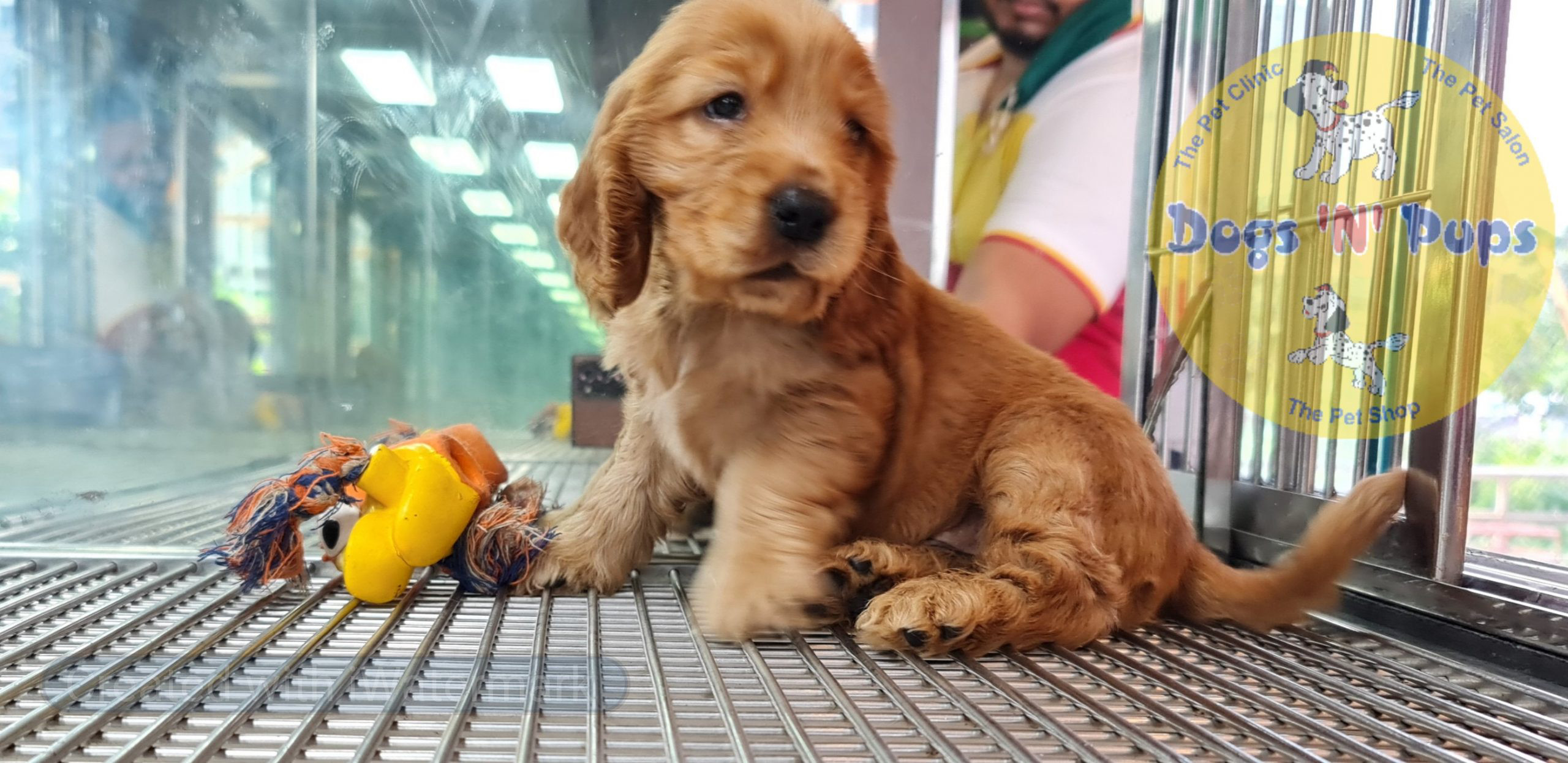 prev dog posted image