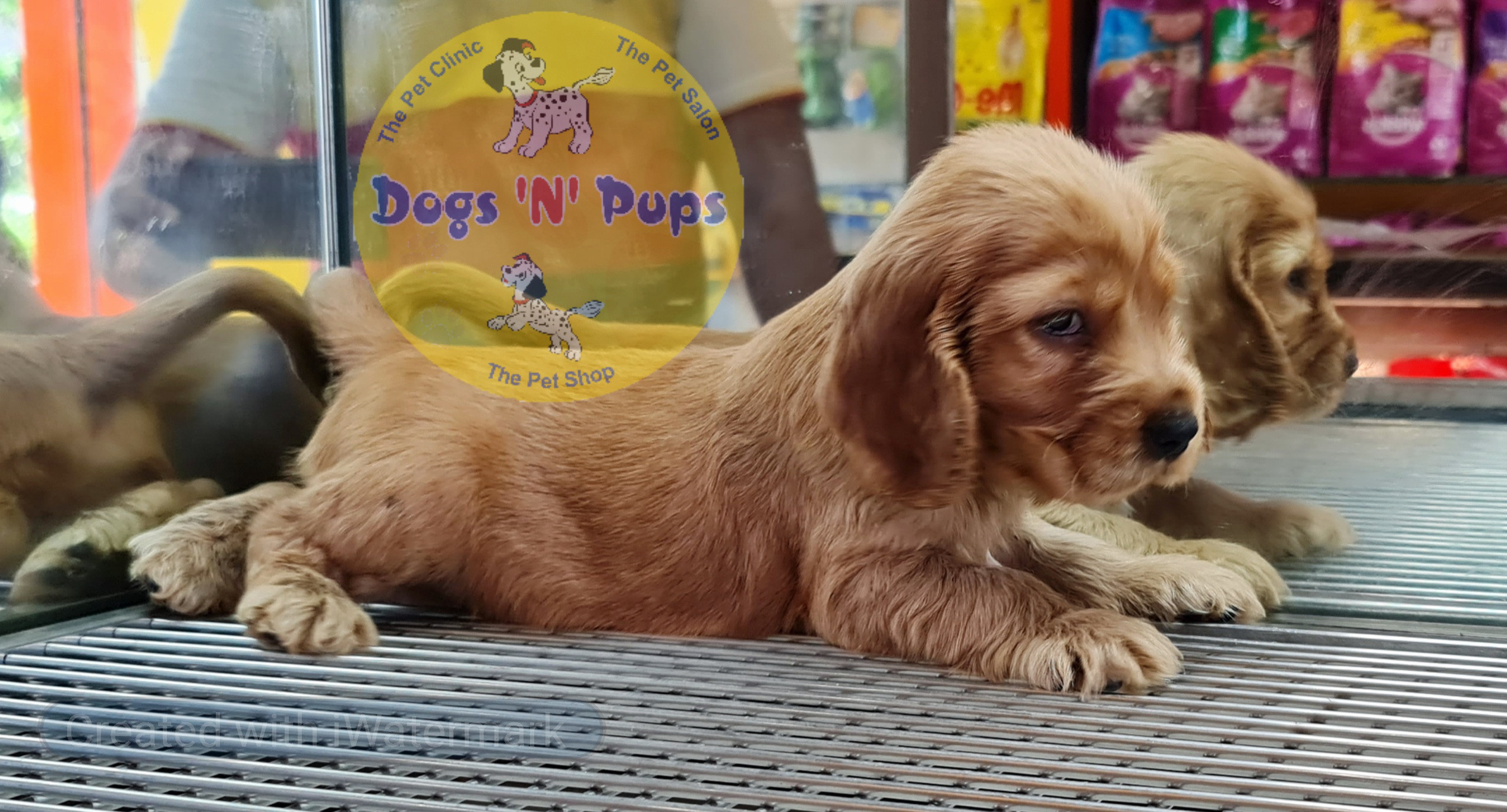Cocker spaniel puppy image 2