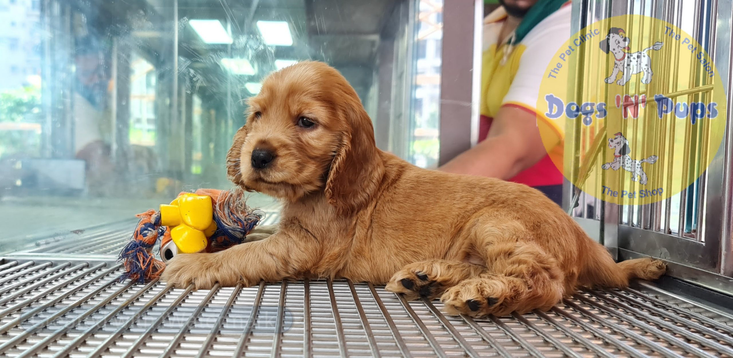 Cocker spaniel puppy image 3