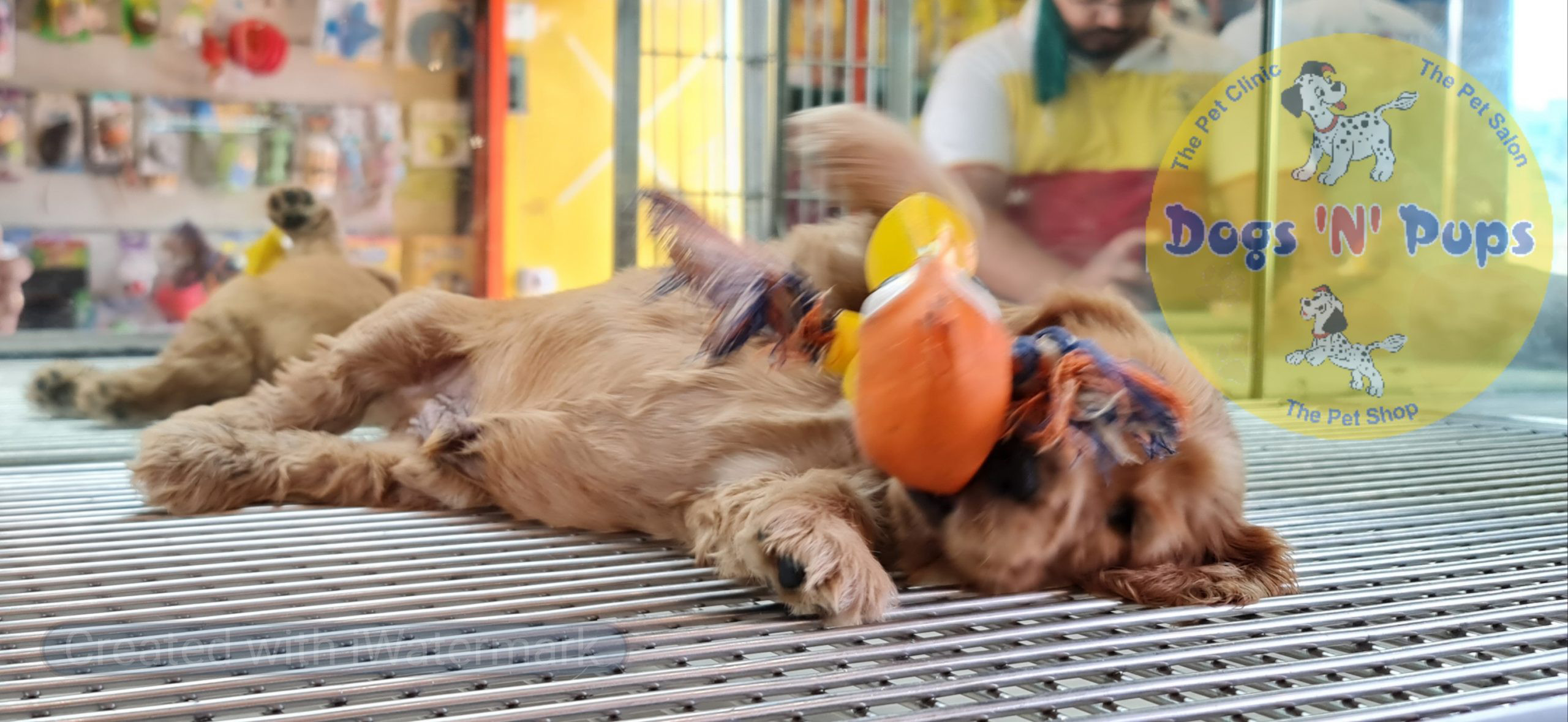 Cocker spaniel puppy image 4
