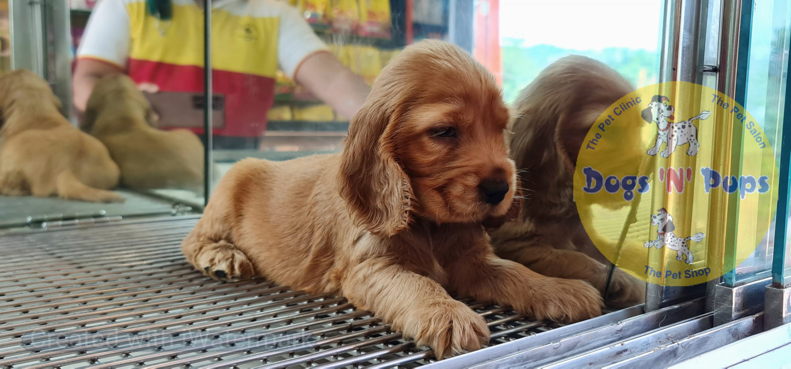 Cocker spaniel puppy image 5