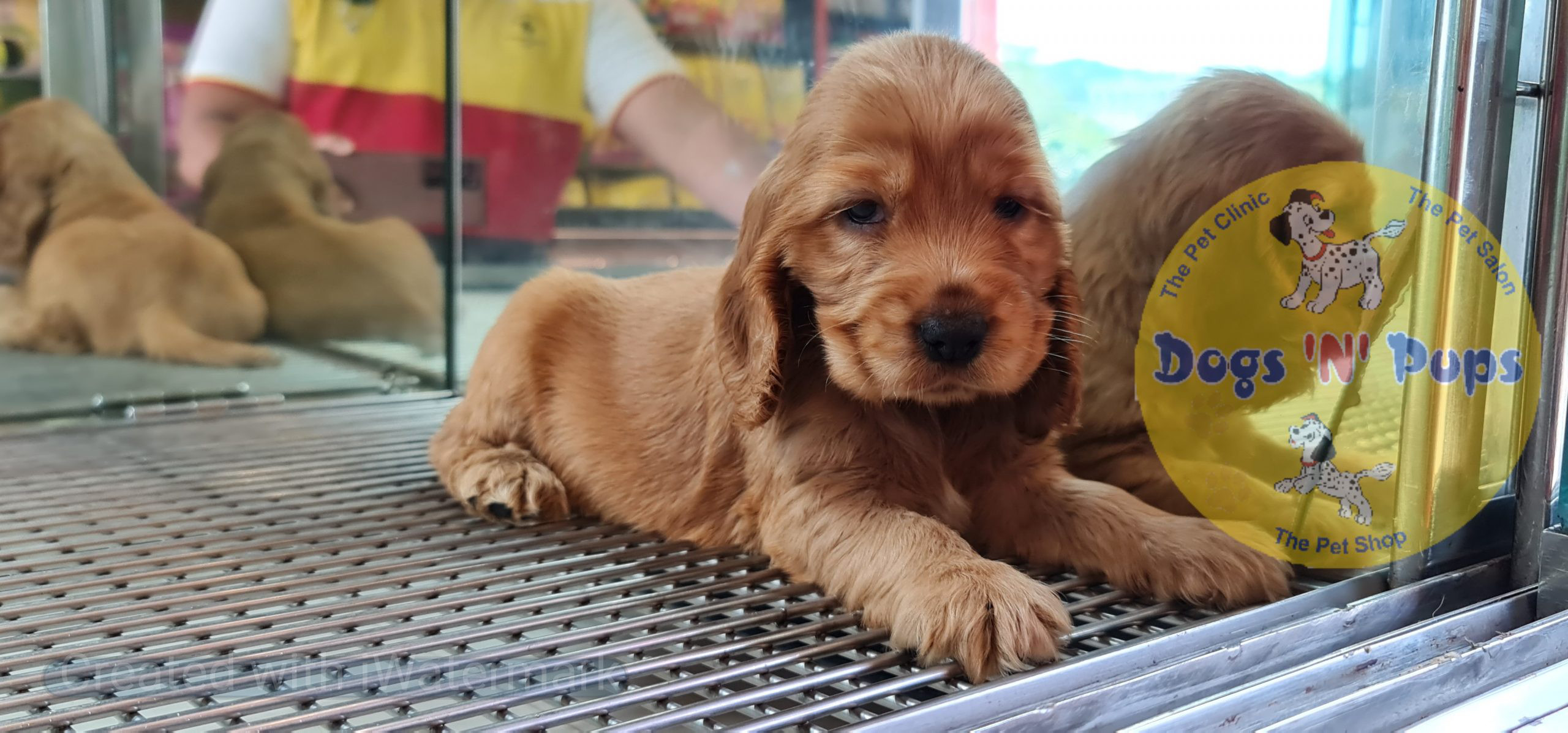 Cocker spaniel puppy image 6