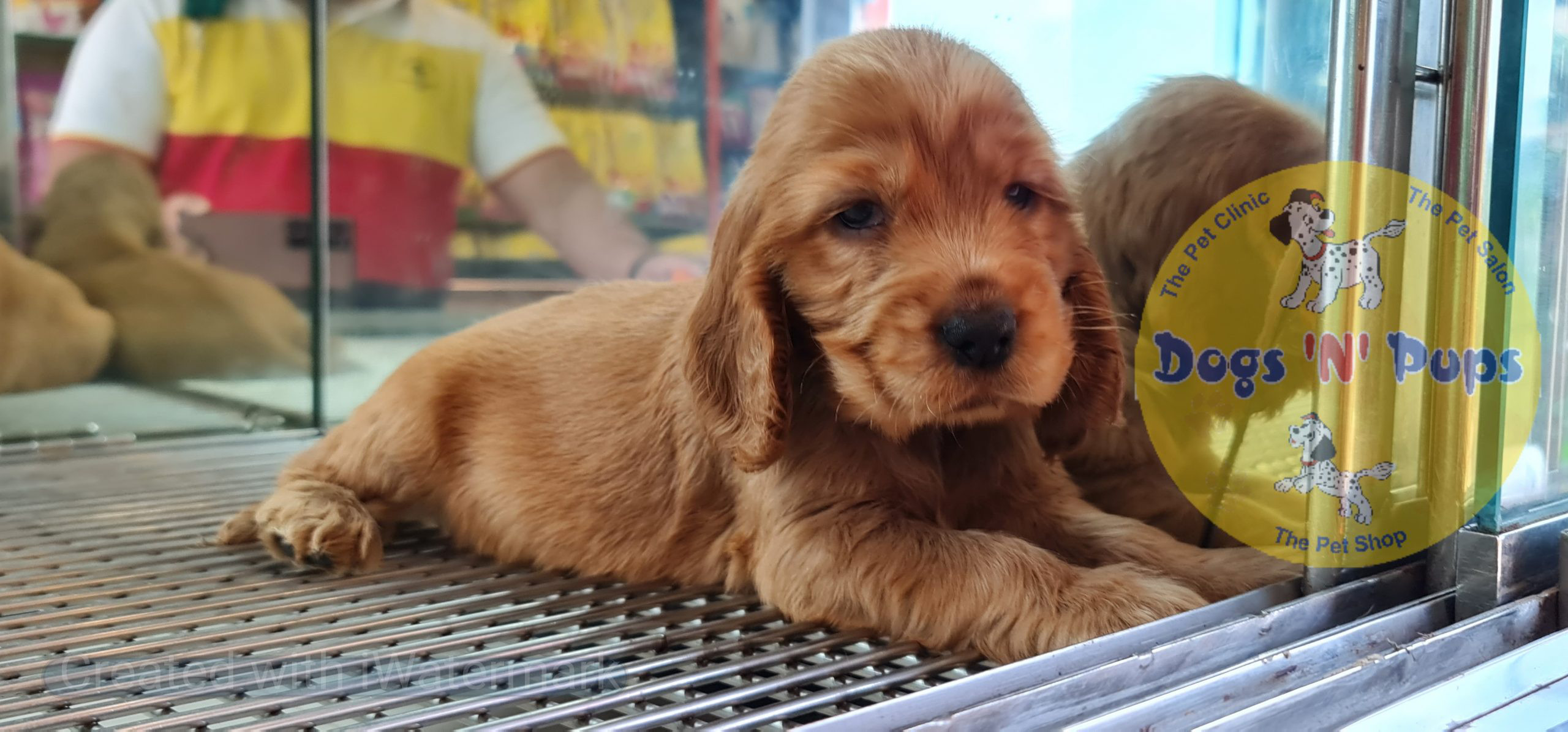 Cocker spaniel puppy image 7