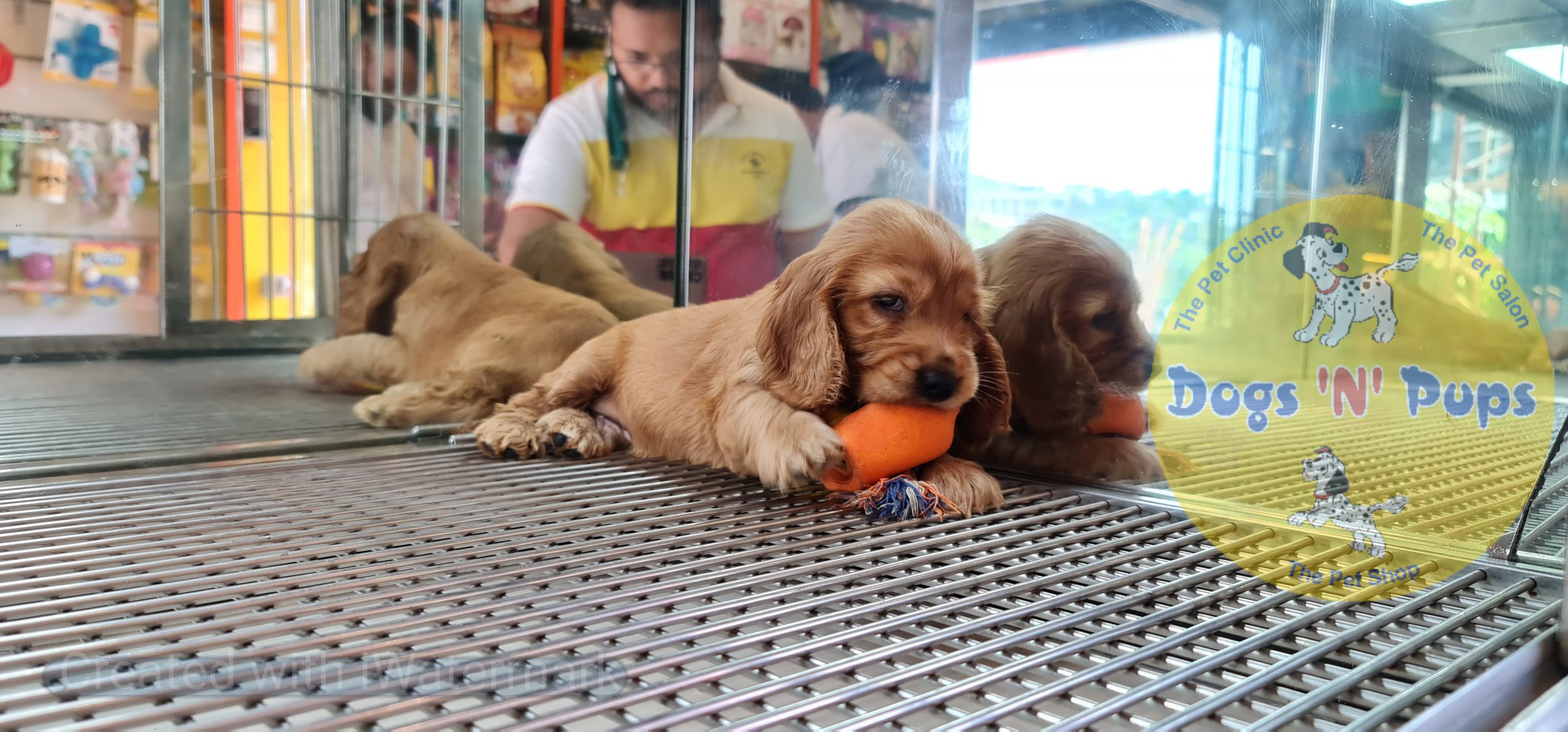 Cocker spaniel puppy image 8