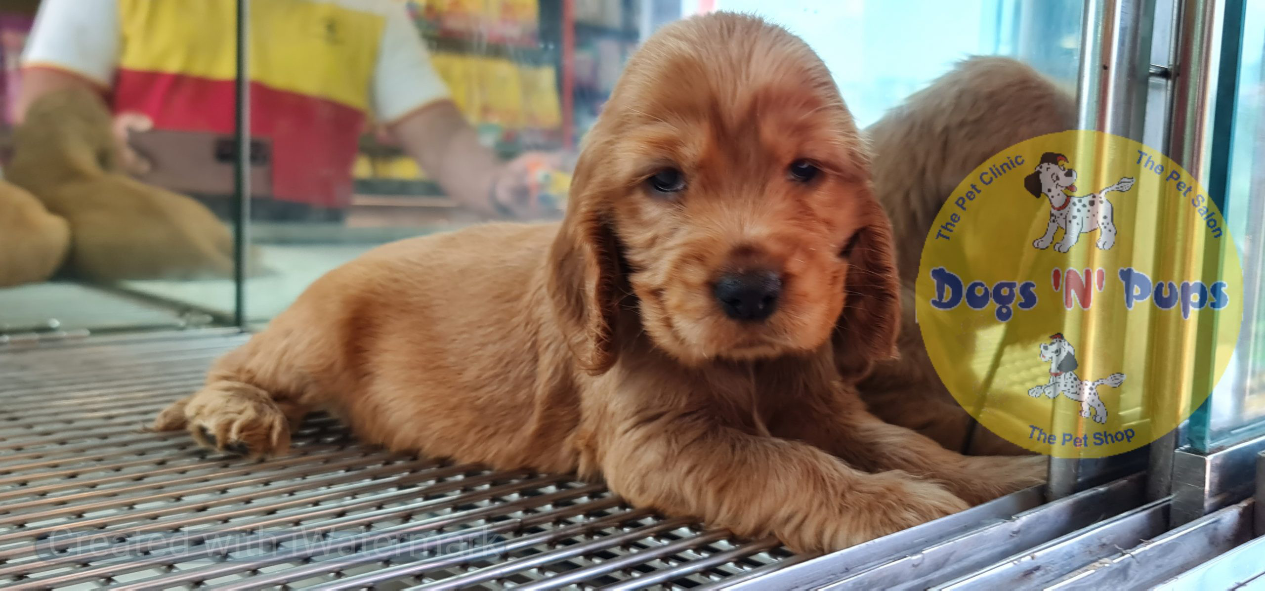 Cocker spaniel puppy image 9