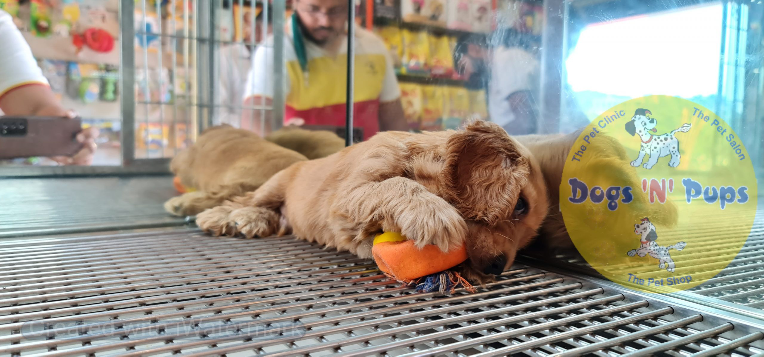 Cocker spaniel puppy image 10