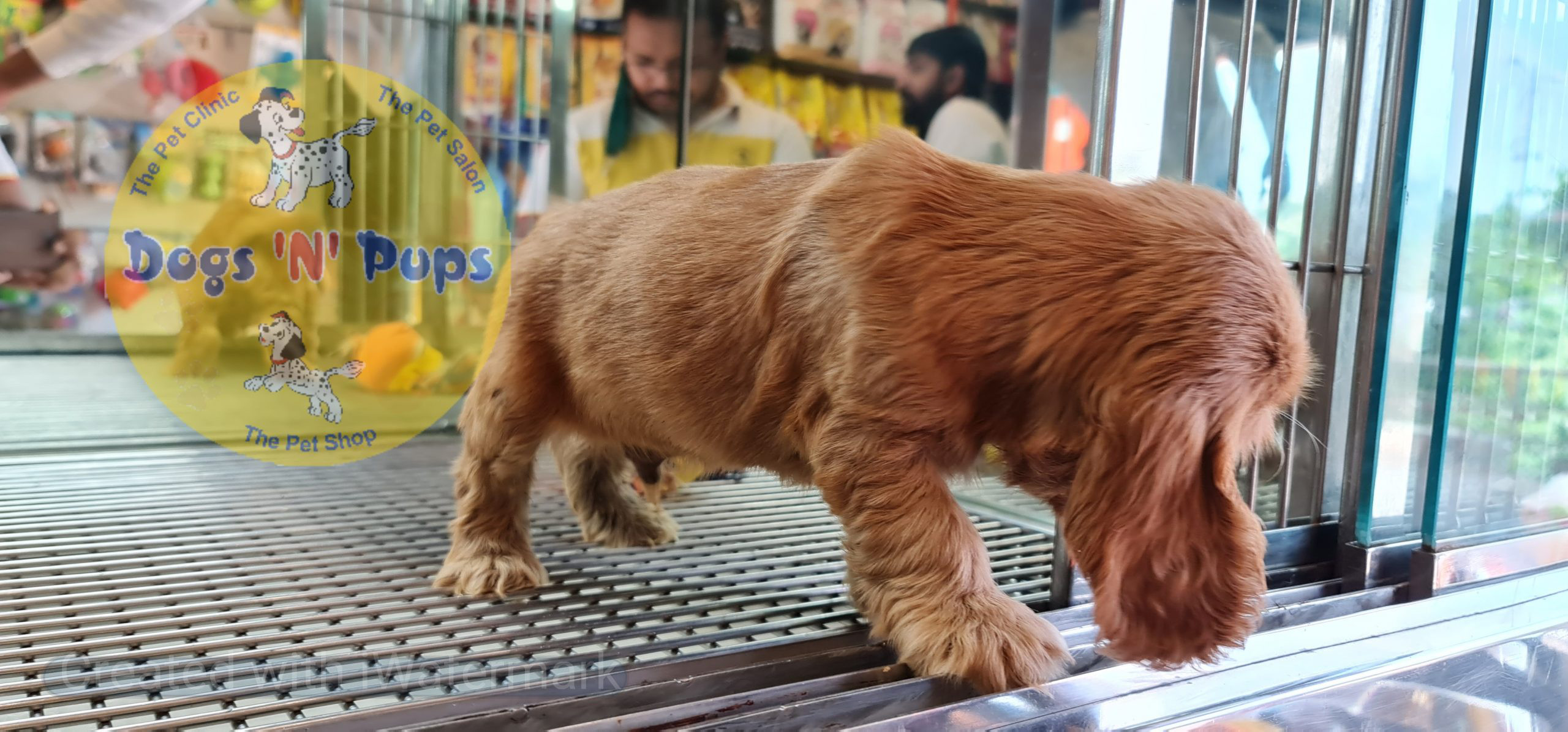 Cocker spaniel puppy image 11