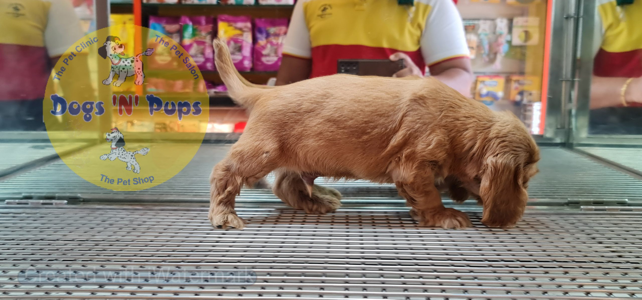 Cocker spaniel puppy image 12
