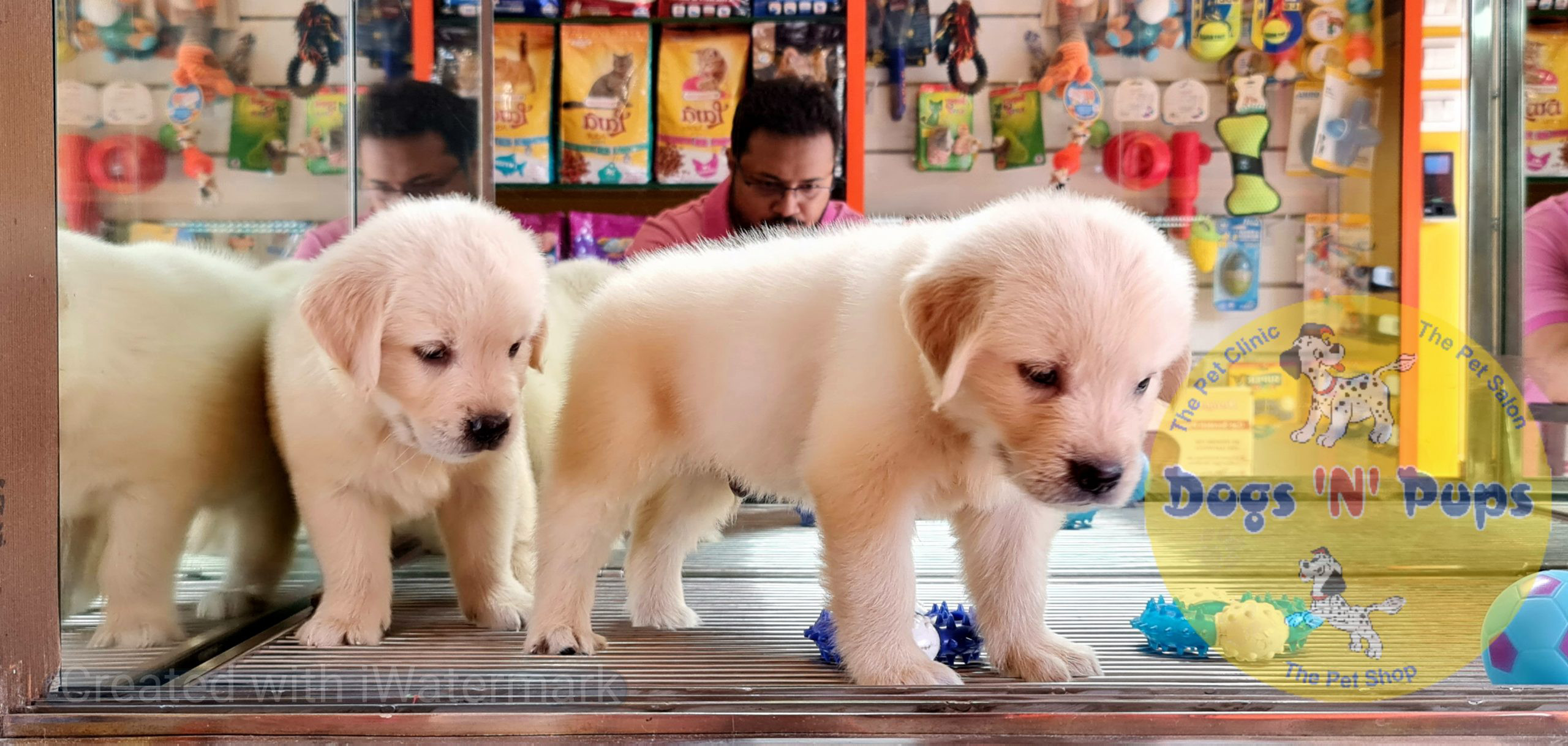 pet Golden retriever header image
